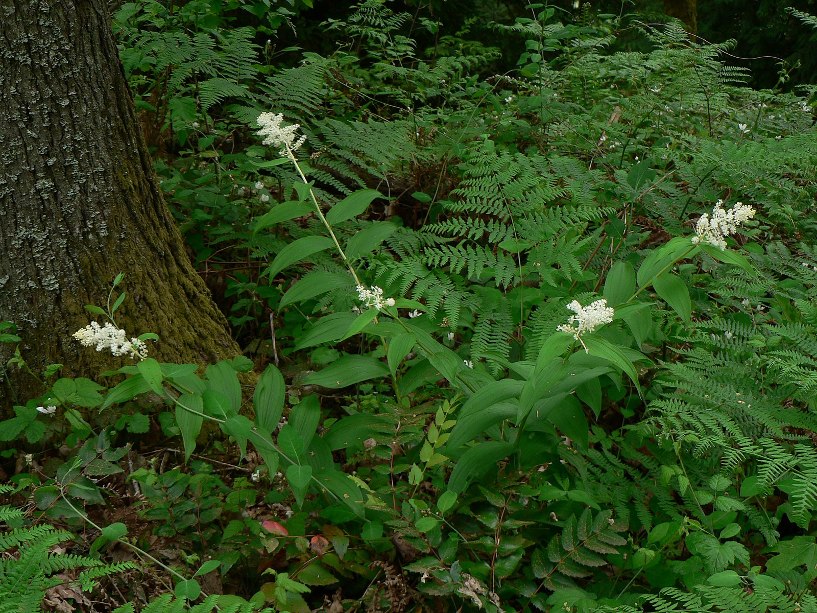 Maianthemum racemosum in woodland