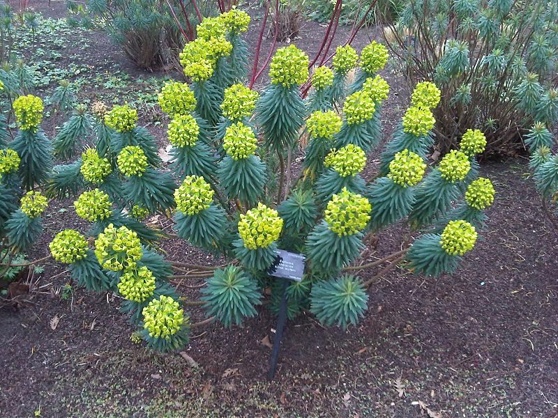 Euphorbia characias ssp. wulfenii | Mediterranean spurge