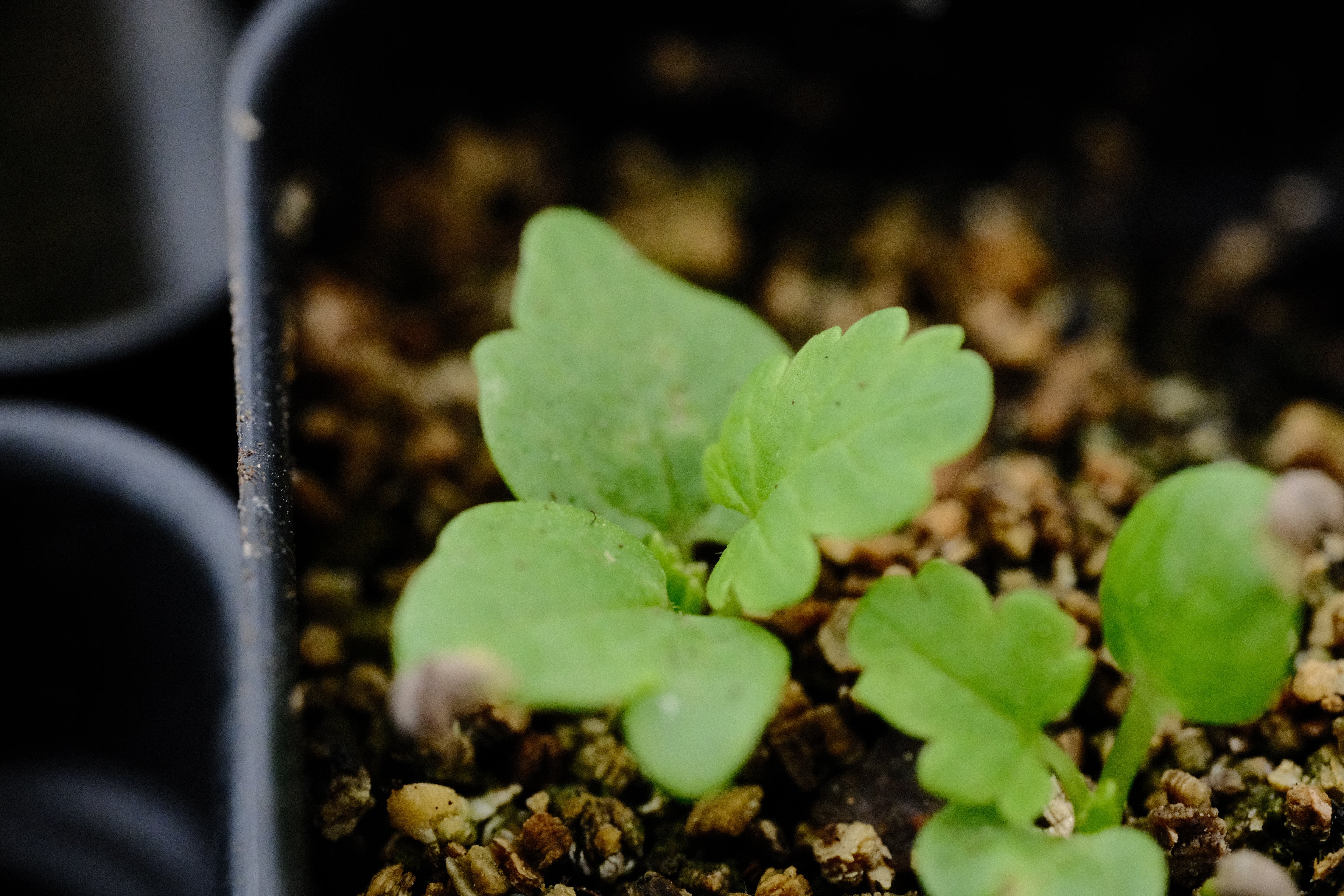 Malva moschata seedling at The Old Dairy Nursery