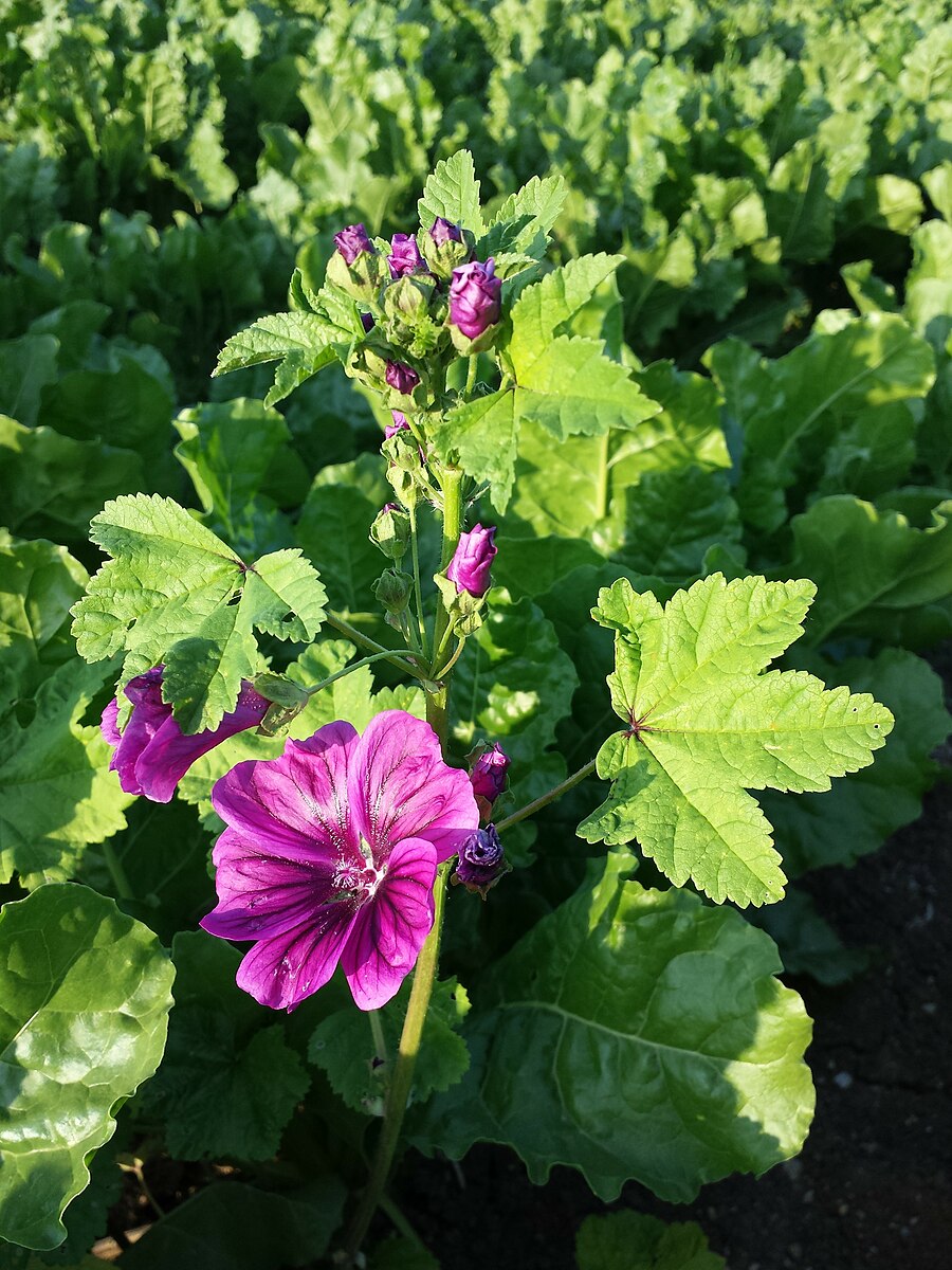 A close-up image of a Malva sylvestris plant with a purple flower and green leaves.