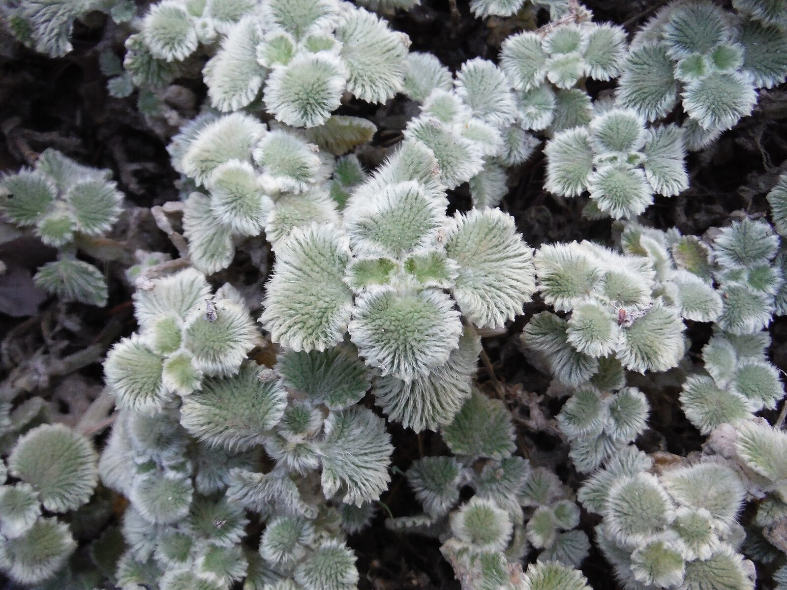 A close up of fuzzy silver foliage of Marrubium supinum, commonly known as scallop shell horehound
