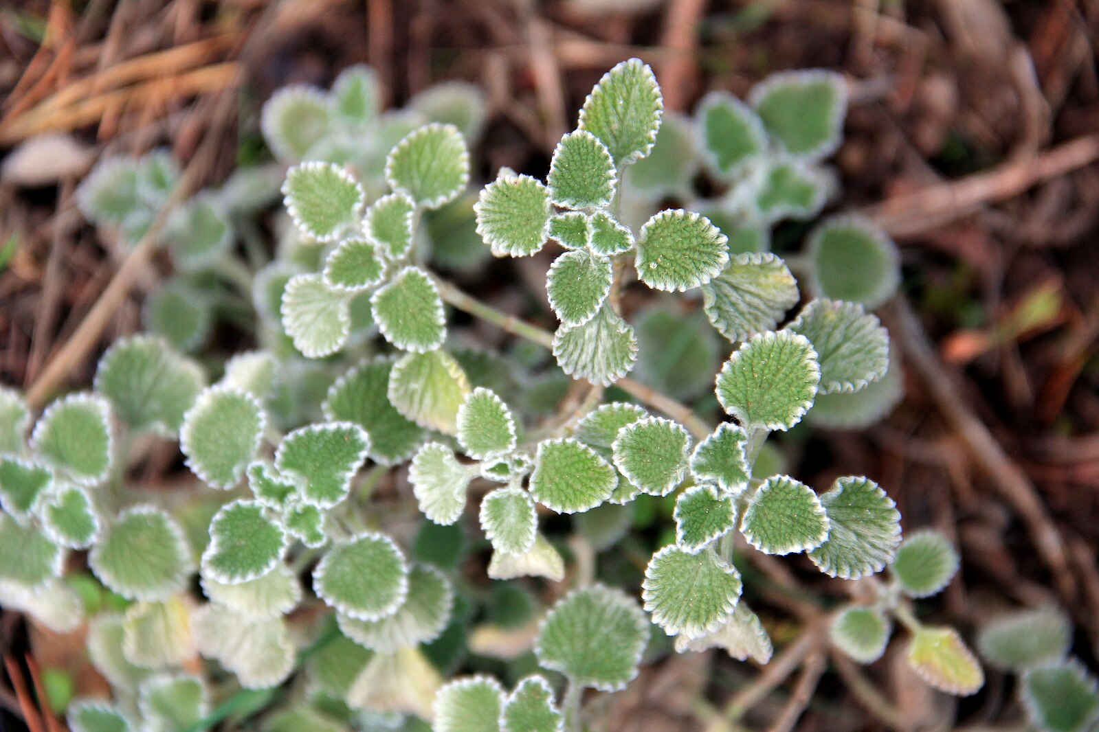 close up of fuzzy foliage of Marrubium vulgare (white horehound)