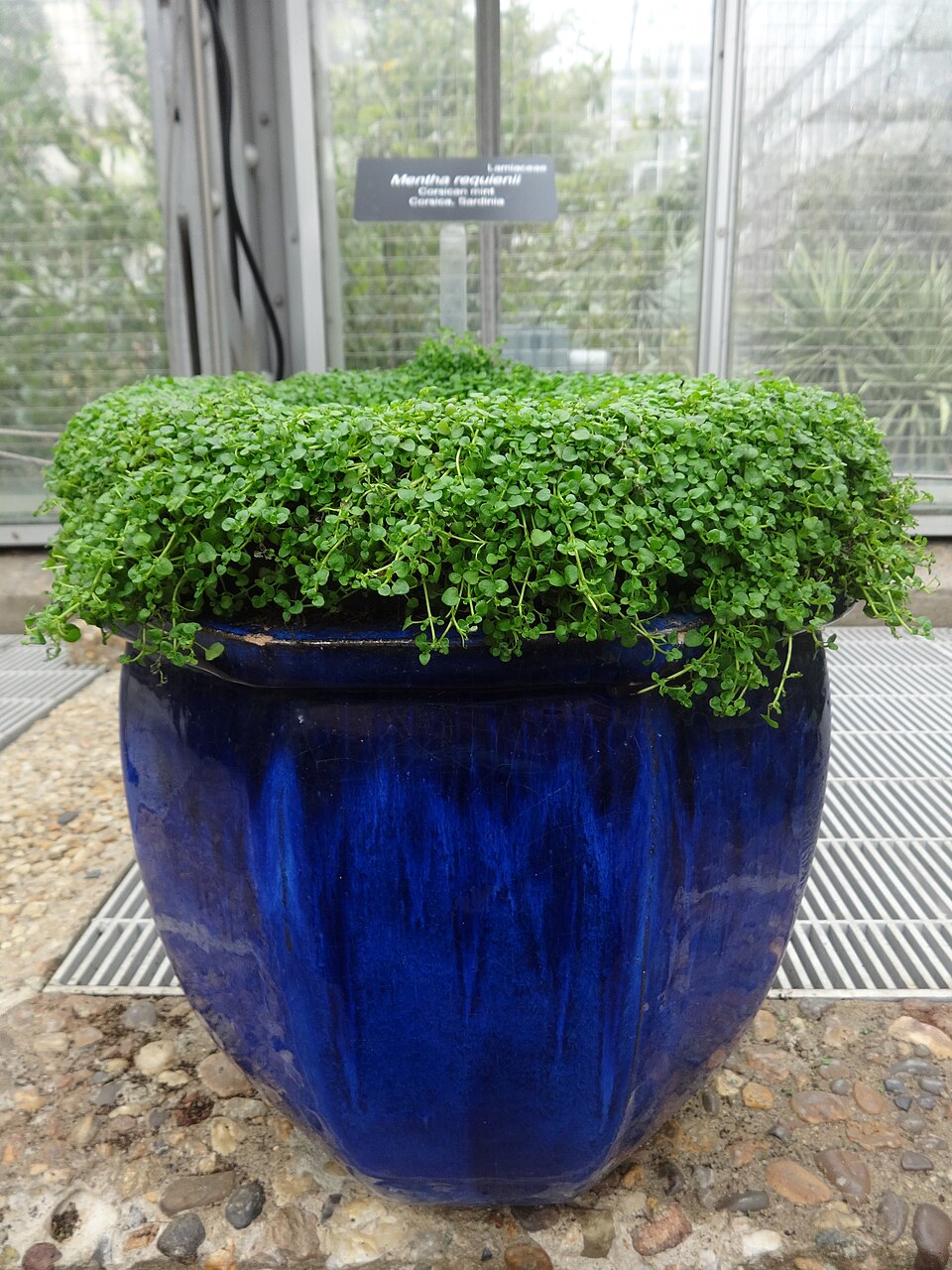 Blue pot with green Mentha requienii, commonly known as Corsican mint, plants cascading down the sides.