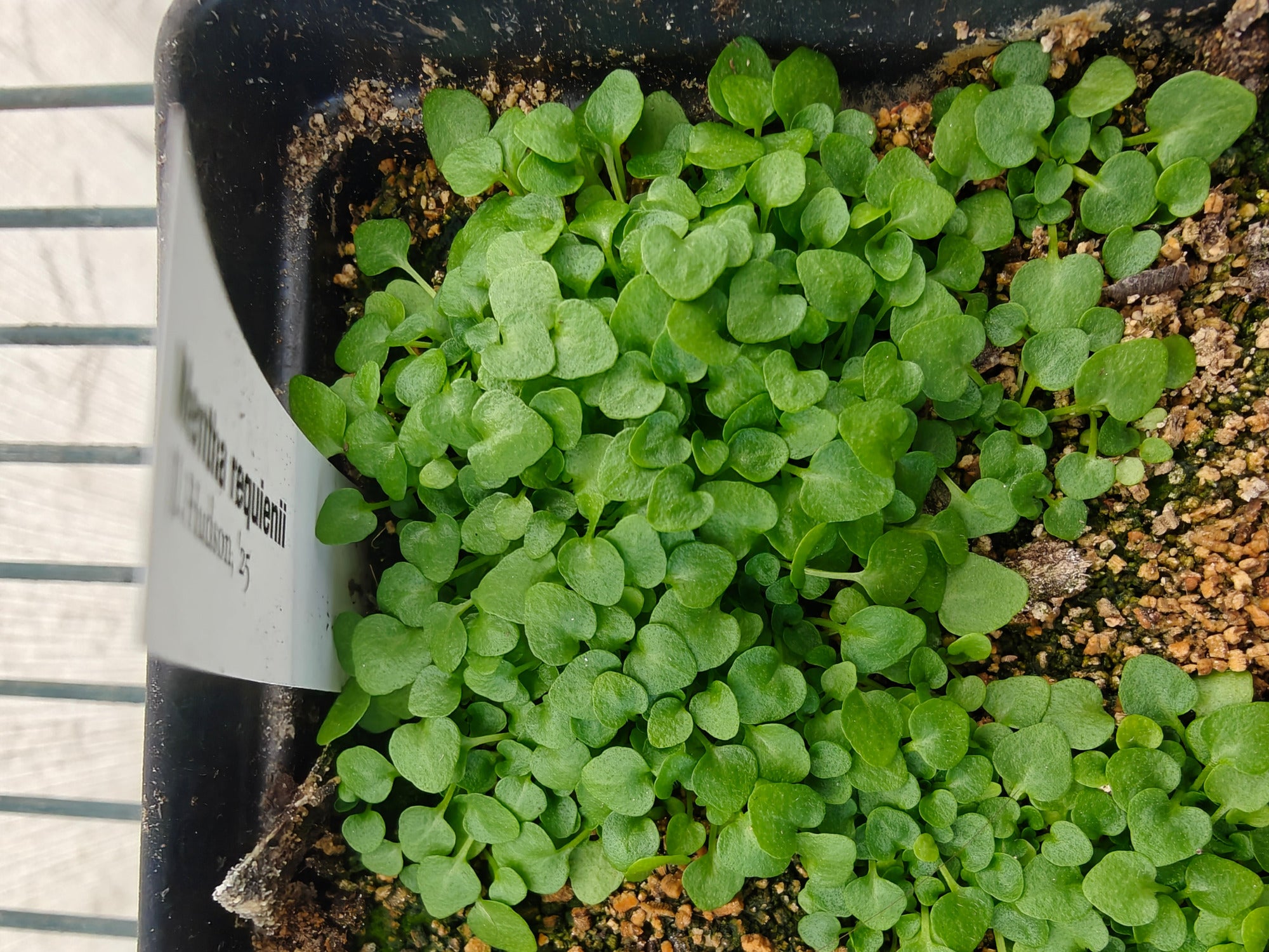 Small green Mentha requienii seedlings in a pot with a label on a white background