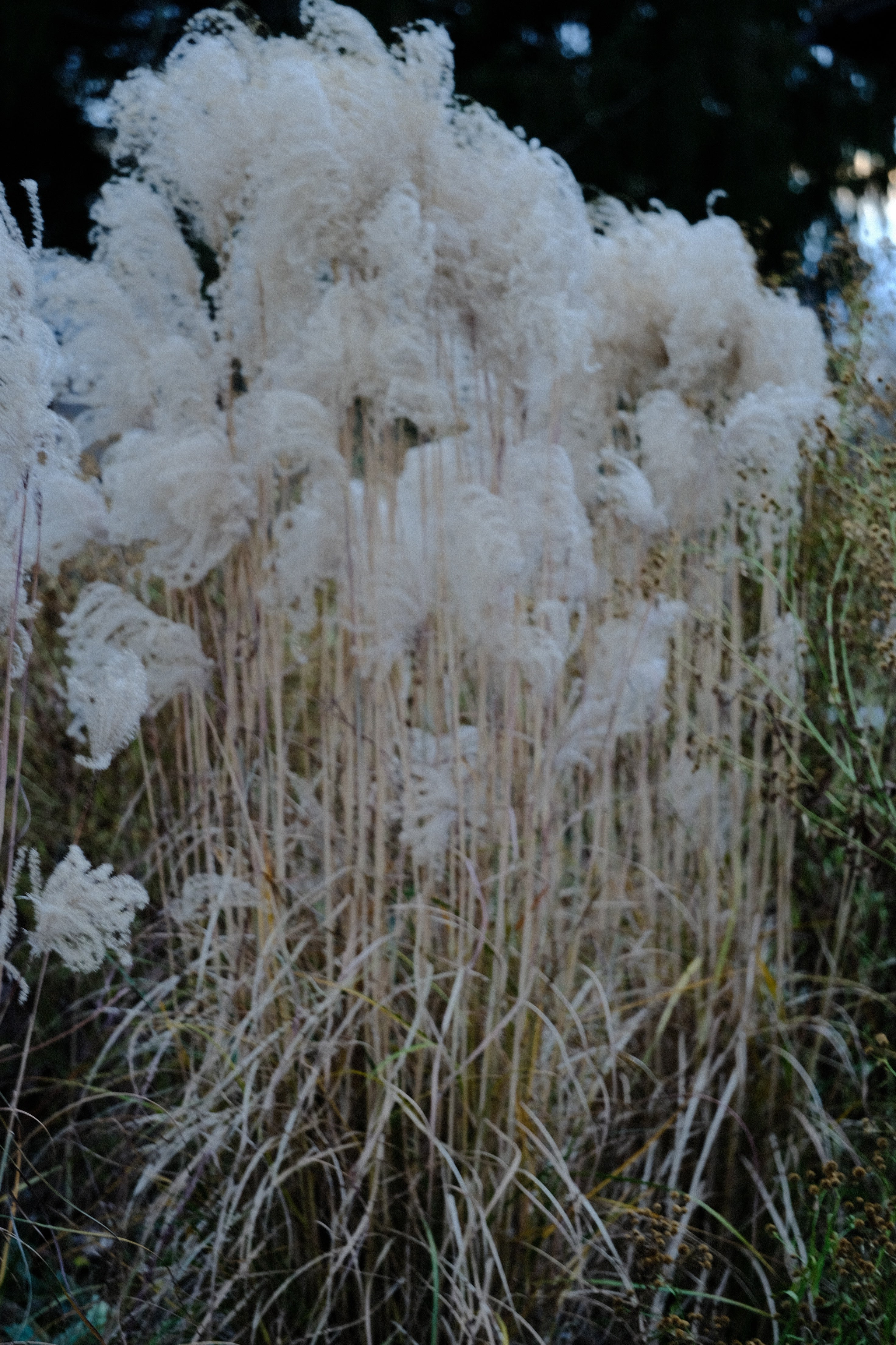 Miscanthus sinensis ‘Malepartus’ | Chinese Silver Grass winter blooms