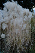 Miscanthus sinensis ‘Malepartus’ | Chinese Silver Grass winter blooms