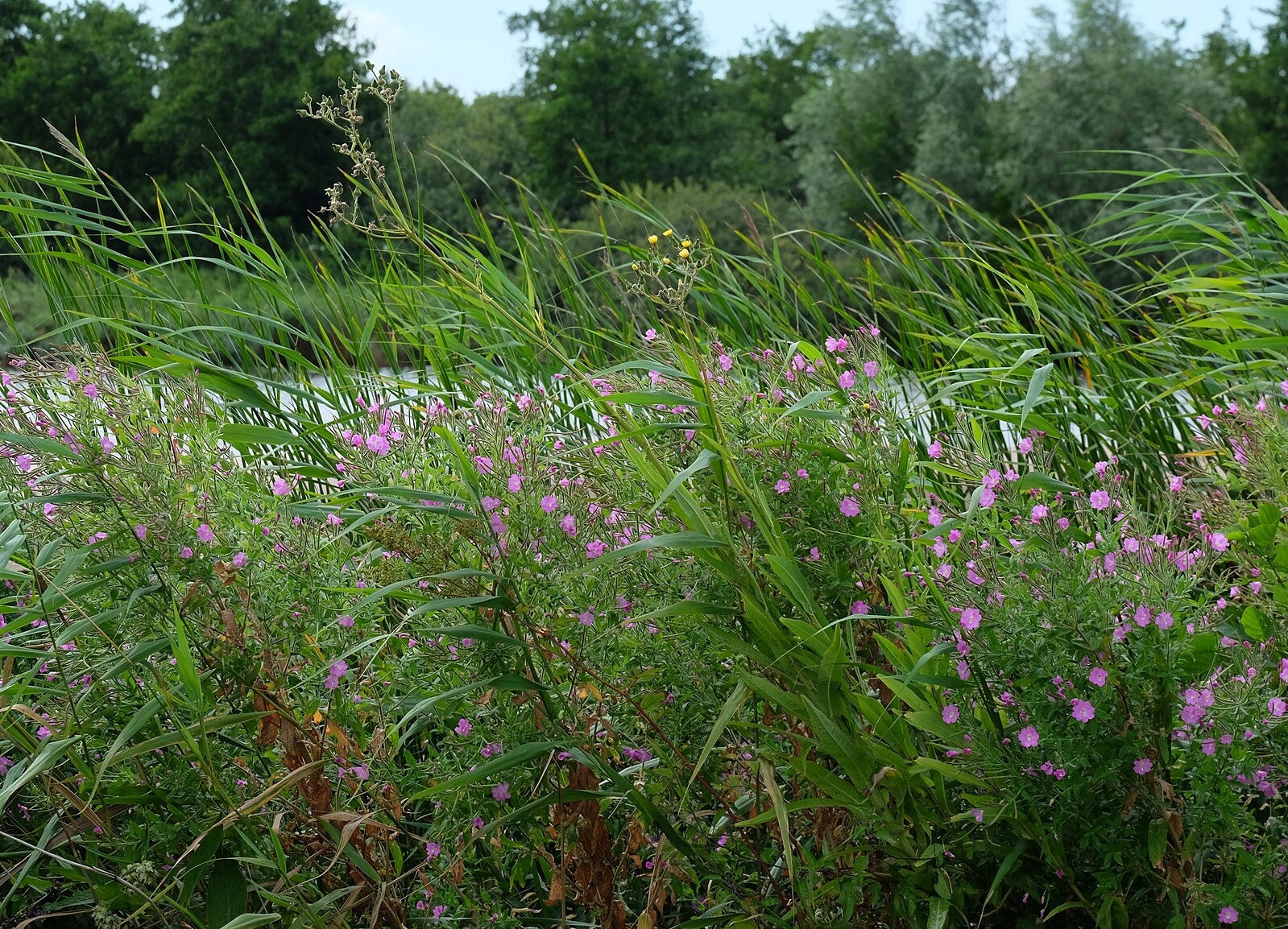 Green grasses with pink Epilobium hirsutum, commonly known as hairy willowherb, flowering plants and trees in the background