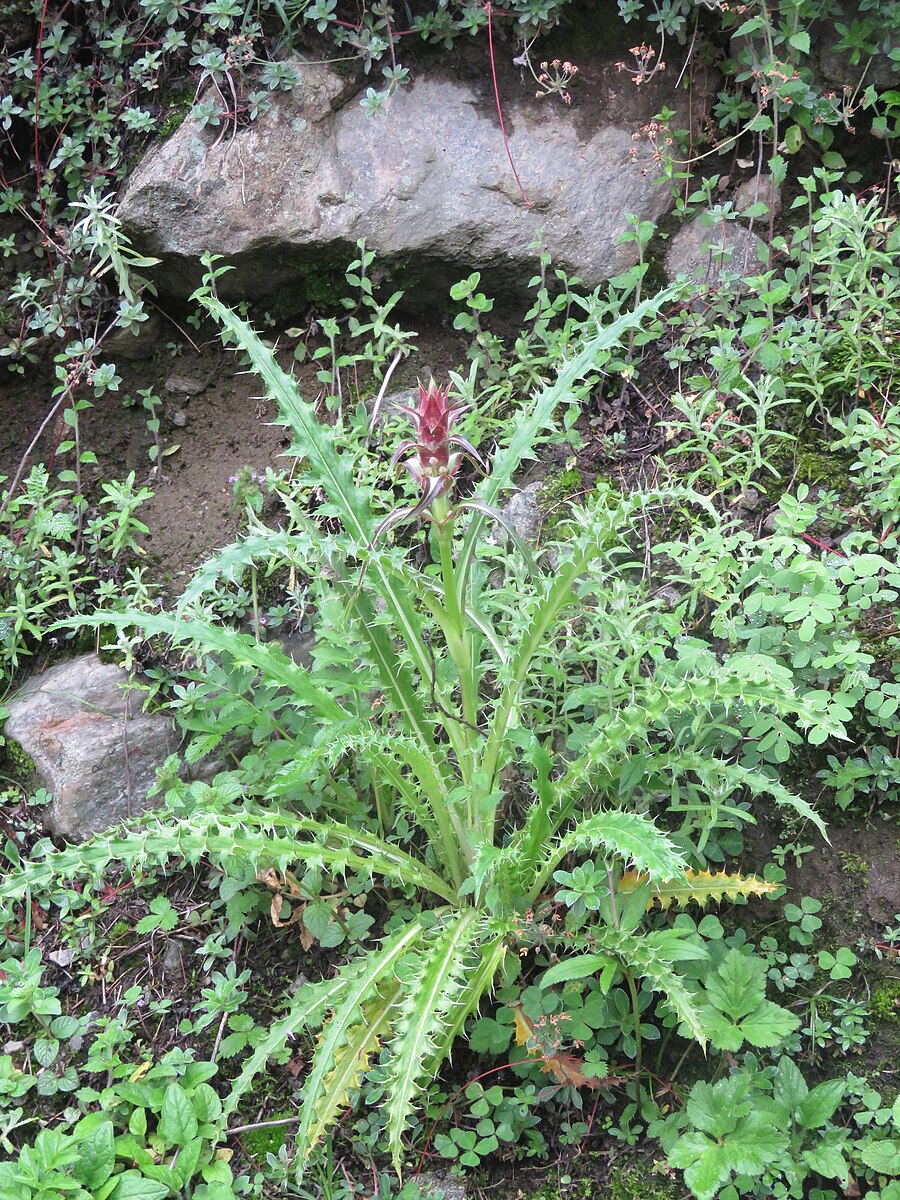 Morina longifolia (Himalayan whorlflower) in natural setting