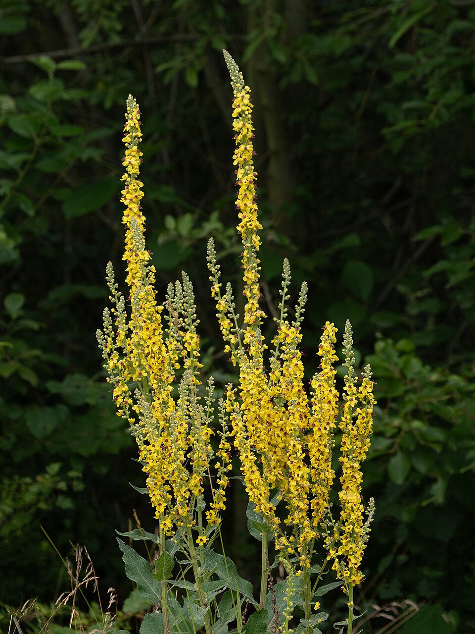 A cluster of yellow Verbascum nigrum flowers, commonly known as Mullein, against a blurred green background.