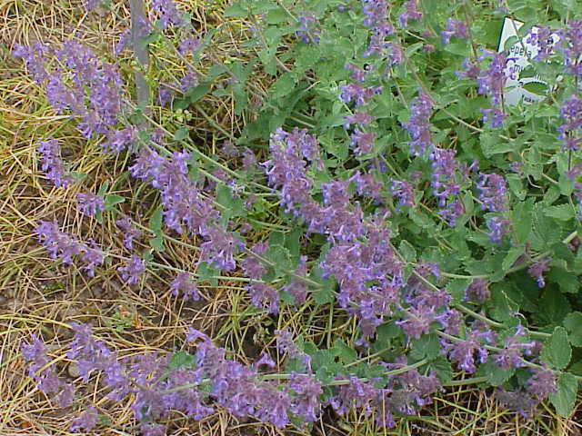 An image of the purple flowers of Nepeta mussinii, also known as Persian catmint.
