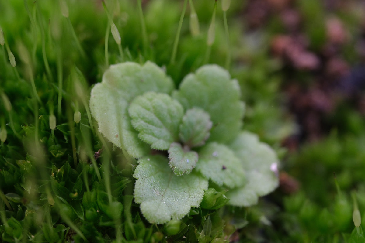 Nepeta nuda seedling