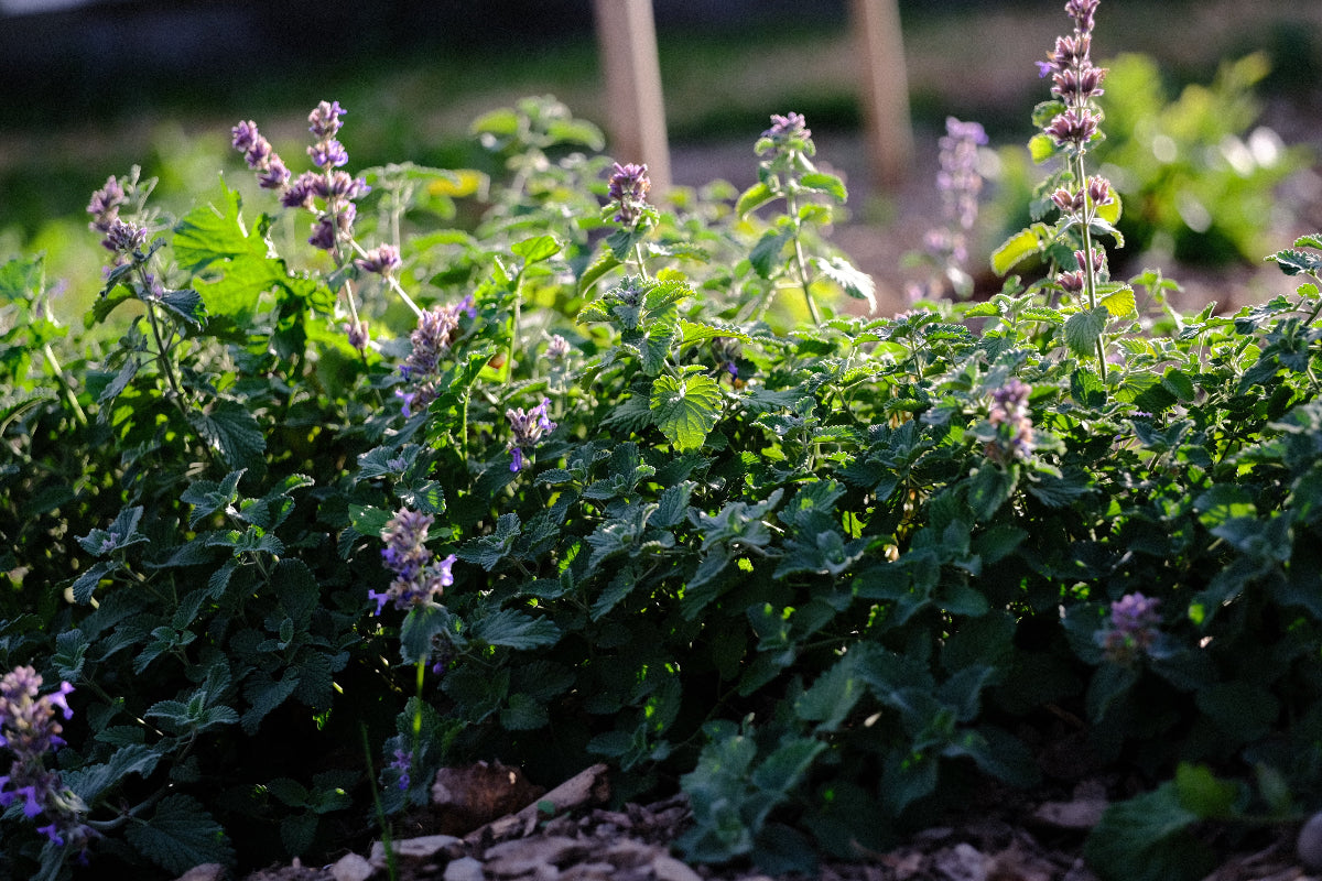 Nepeta racemosa 'Felix'
