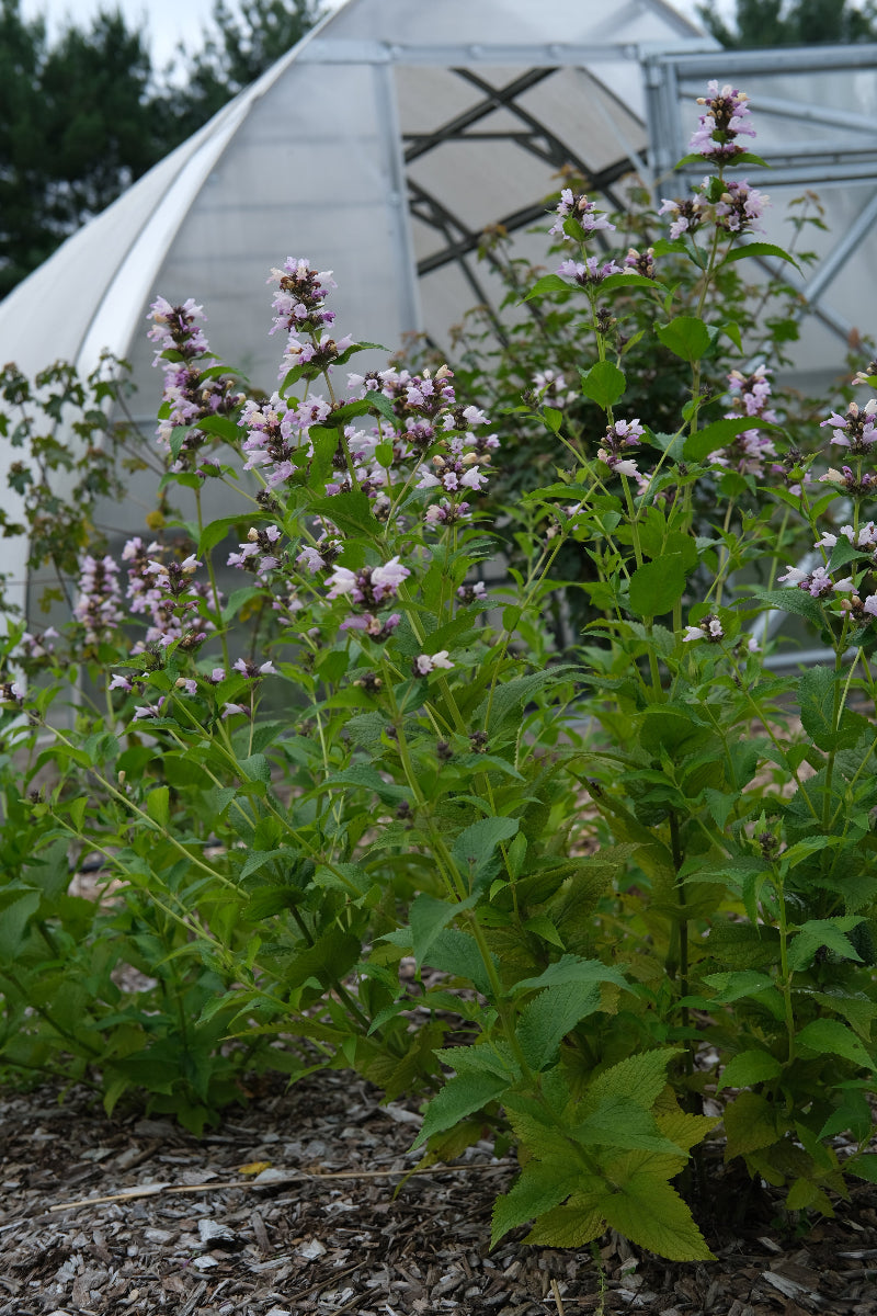 Nepeta subsessilis &