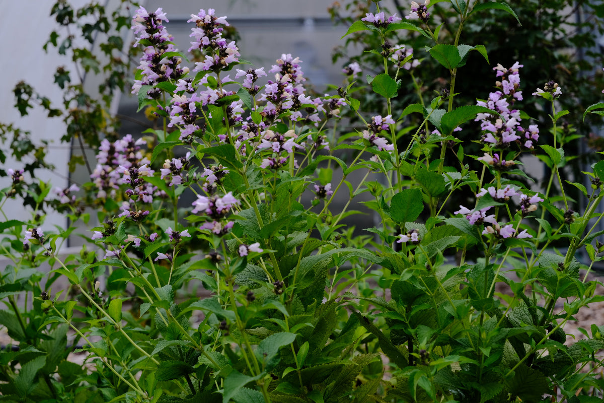 Nepeta subsessilis &