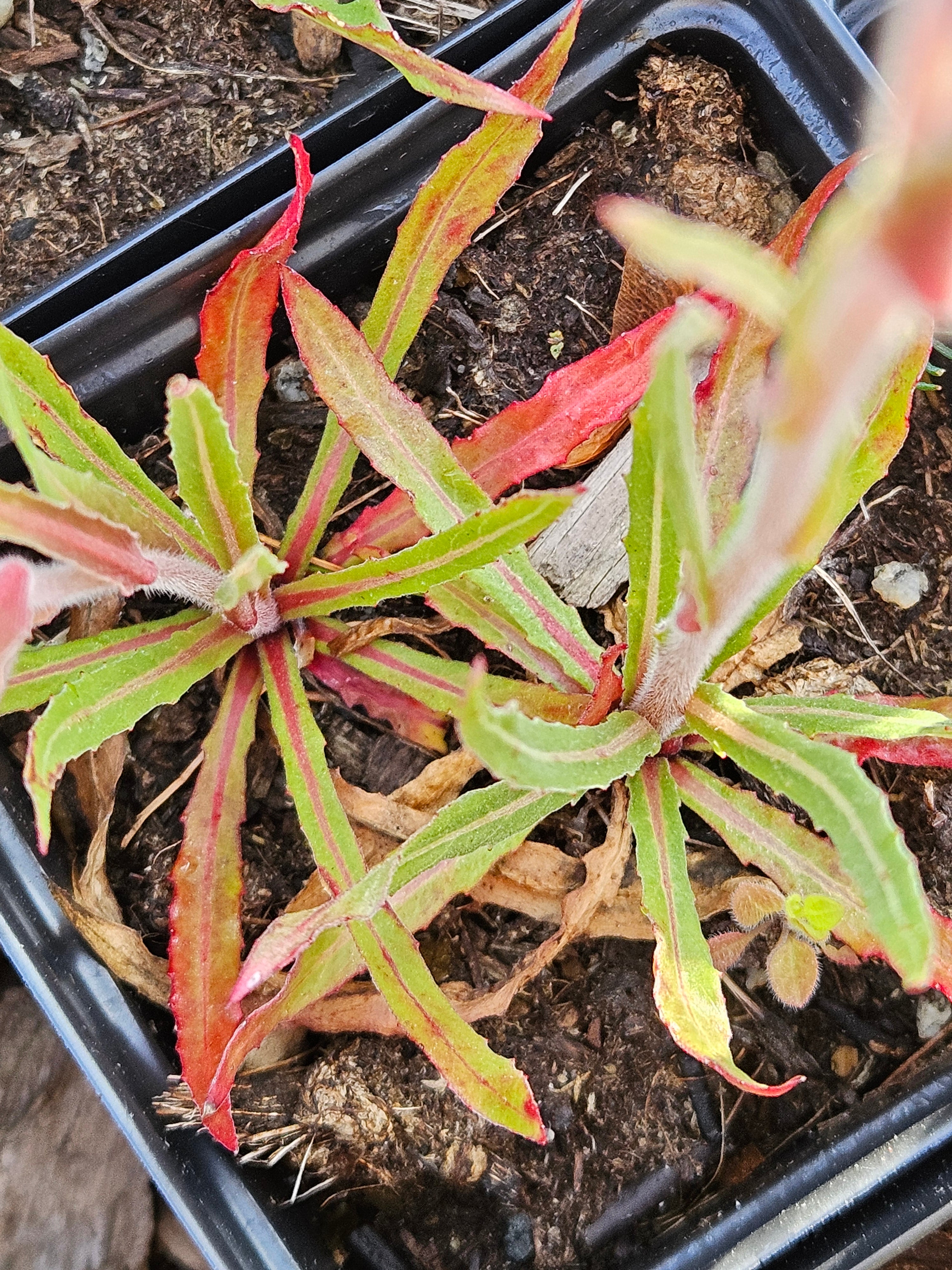 Oenothera odorata &