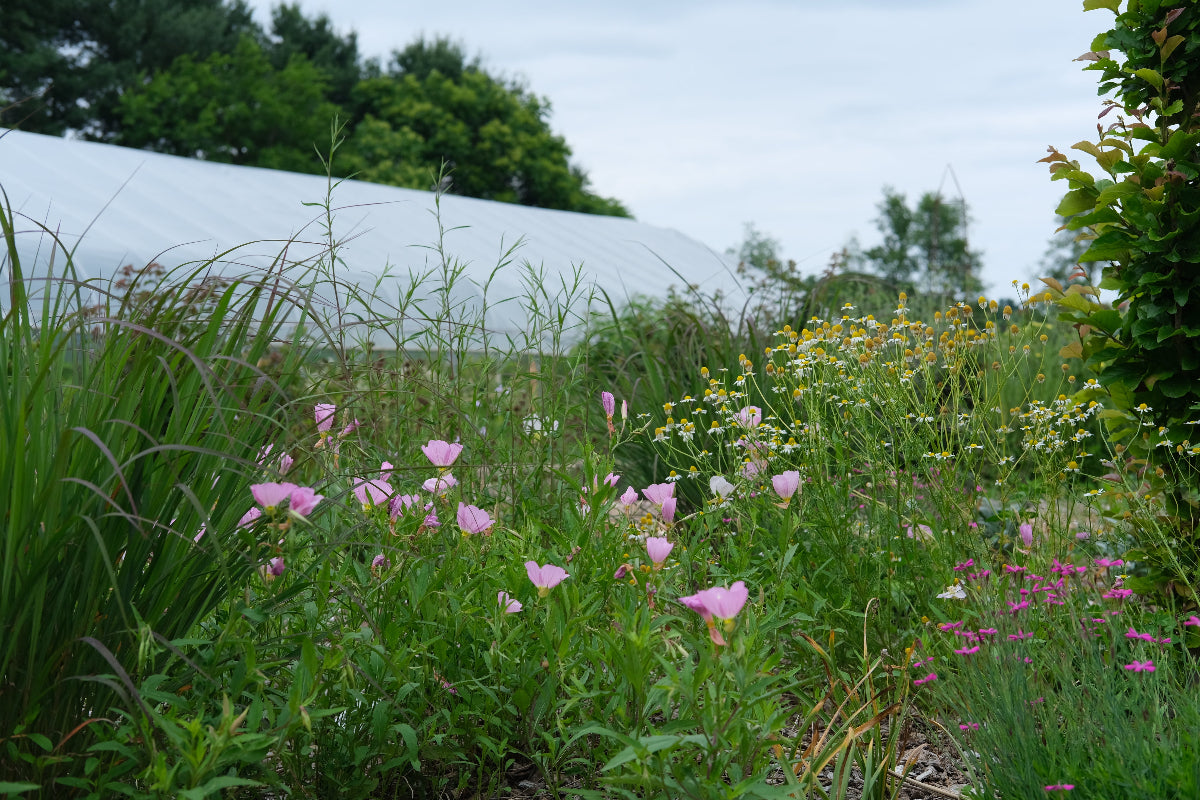 Oenothera speciosa (pink ladies) in the garden