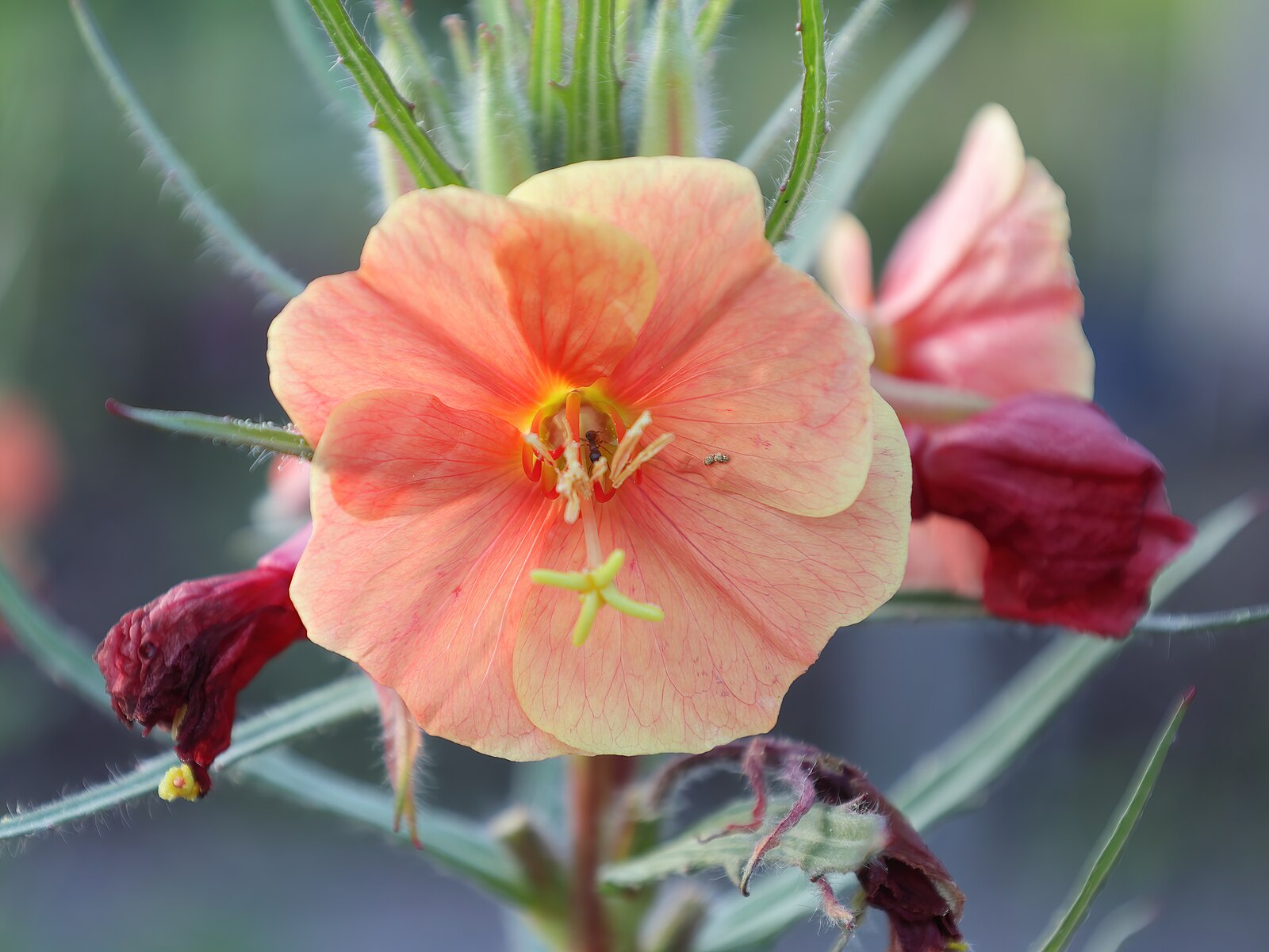 Close-up of a salmon pink Oenothera versicolor &