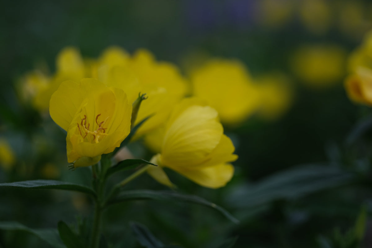 Oenothera pilosella (prairie sundrop) yellow flower