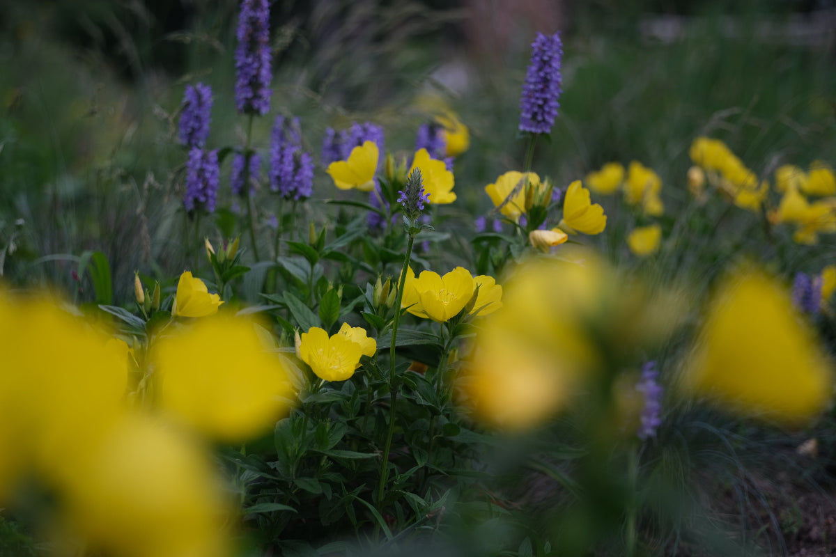 Oenothera pilosella (prairie sundrop) yellow flower