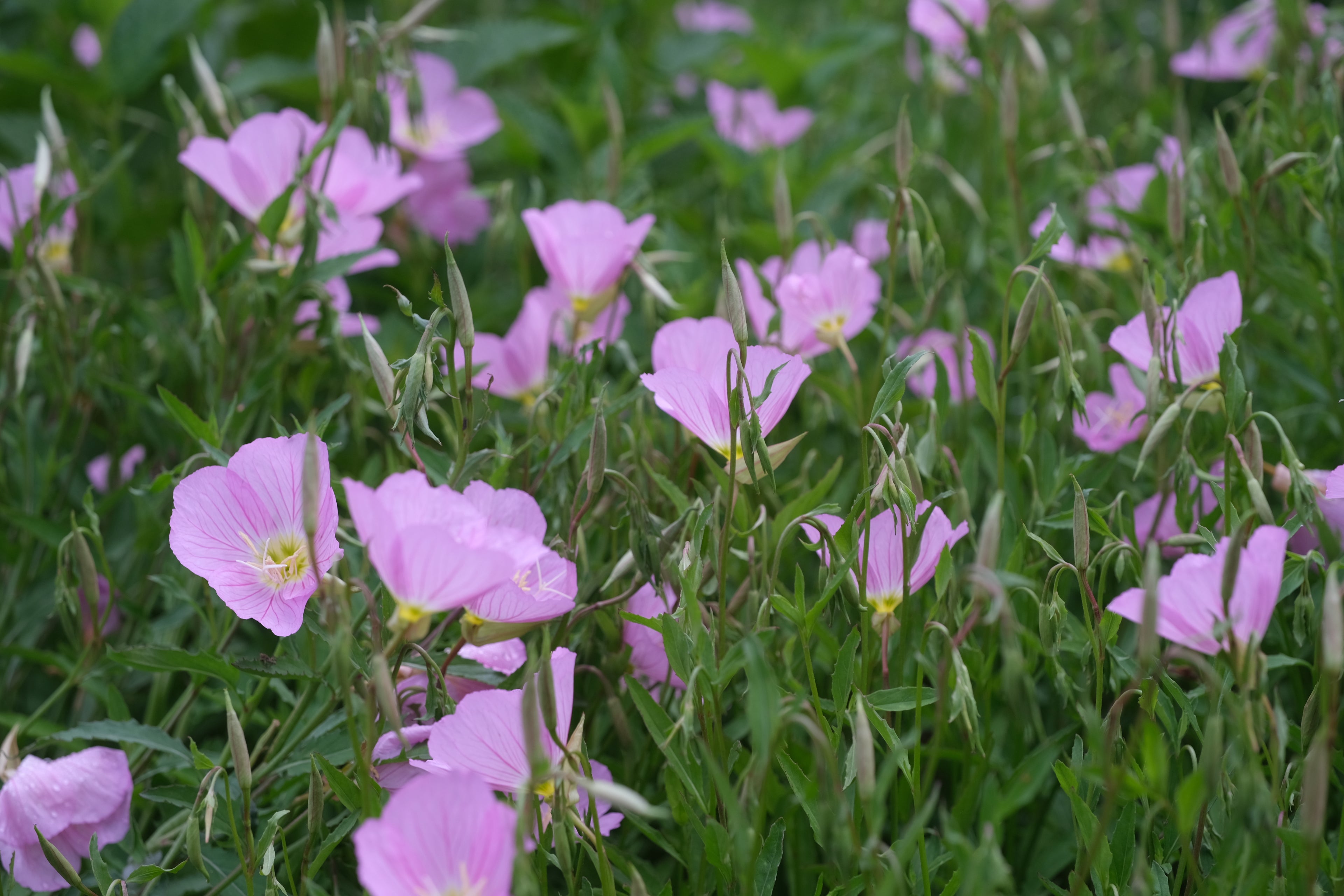 Pink Oenothera speciosa, commonly known as pink ladies, flowers with green foliage