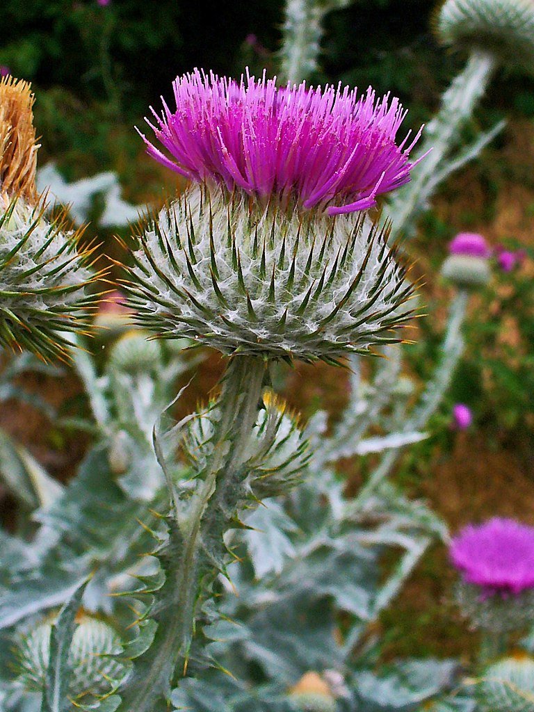 indoor thistle plant Onopordum acanthium