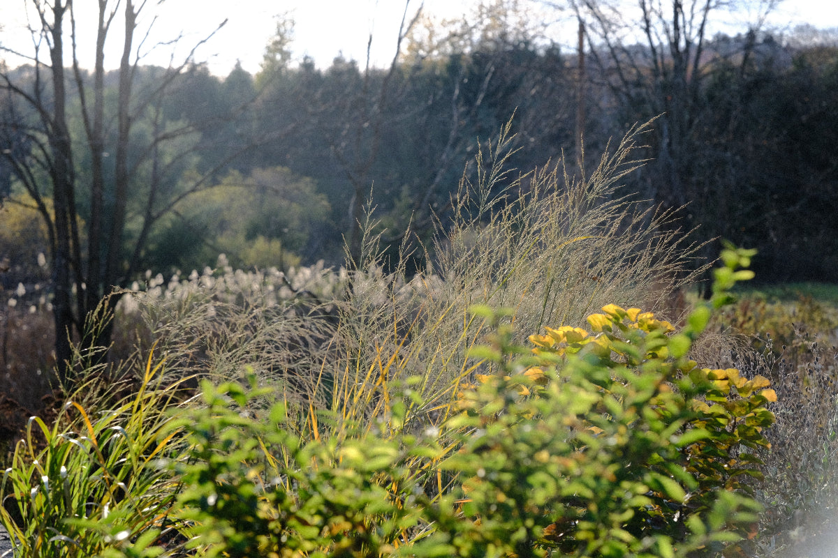 Panicum amarum (bitter switchgrass) grown in moist, cool soil in late fall garden