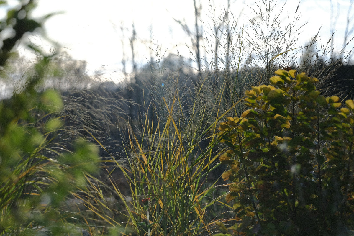 Panicum amarum (bitter switchgrass) grown in moist, cool soil in late fall garden