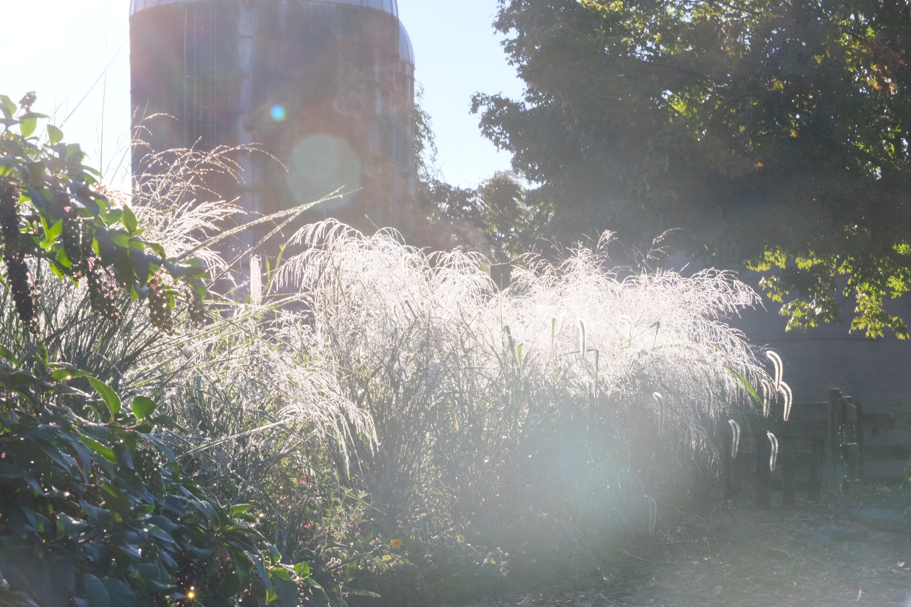 Panicum amarum (bitter switchgrass) in the fall garden