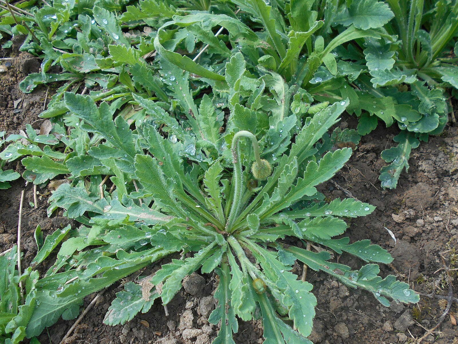 Green Papaver rupifragum (Spanish poppy) plant with leaves and fuzzy bud on a soil background