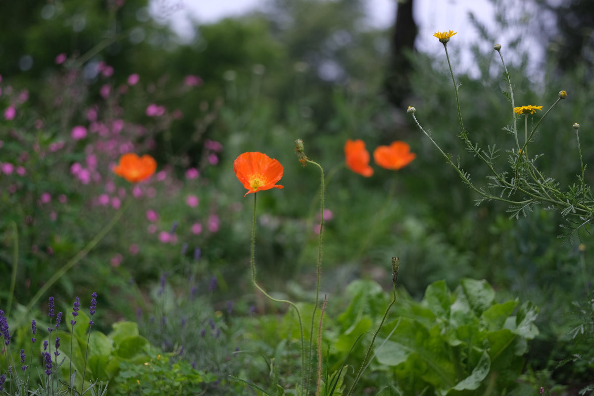 Papaver nudicaule 'Champagne Bubbles F1 Orange' | Icelandic poppy orange flowers in the garden