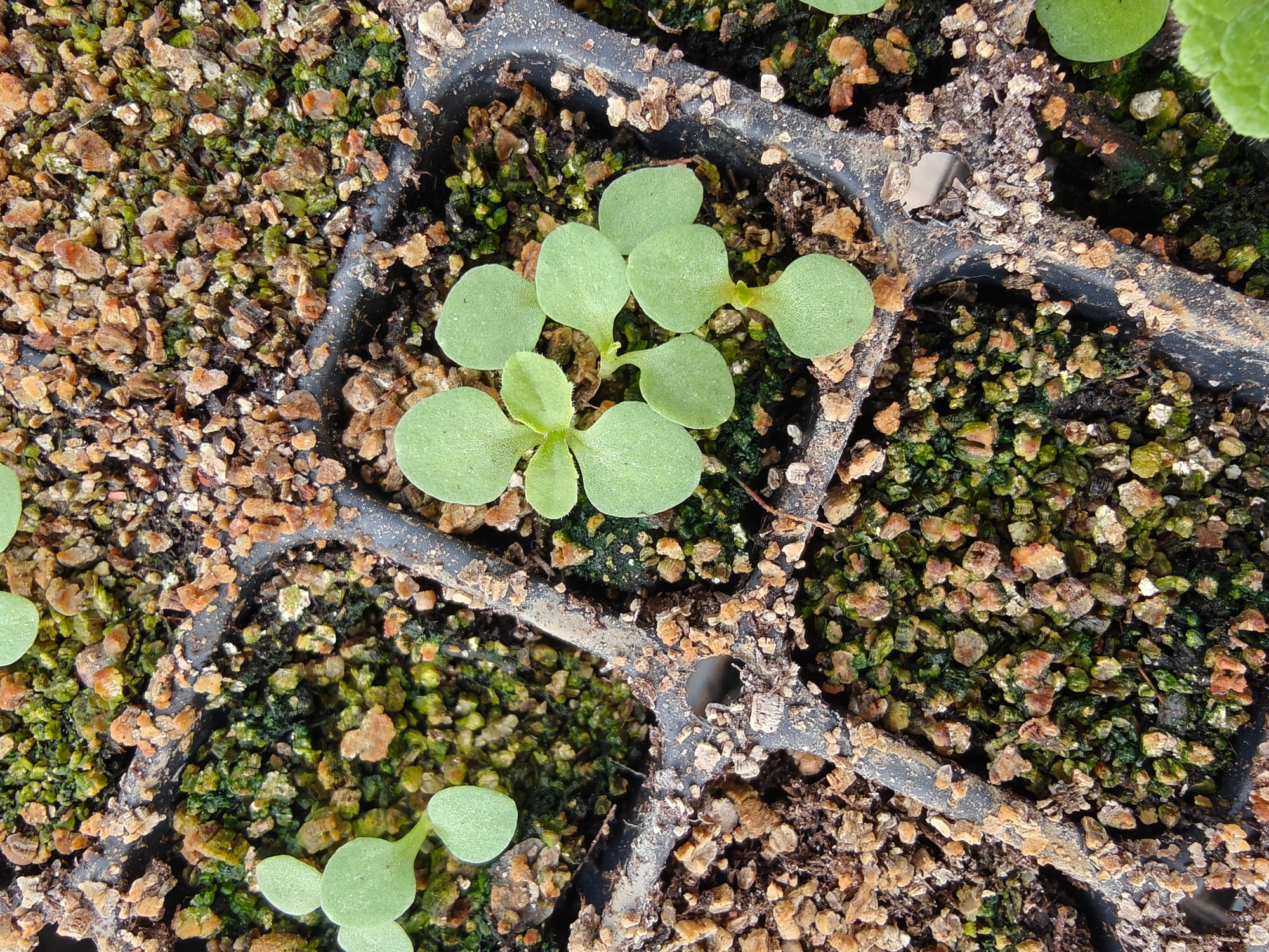 Small green Patrinia seedlings growing in a black cell tray with soil.