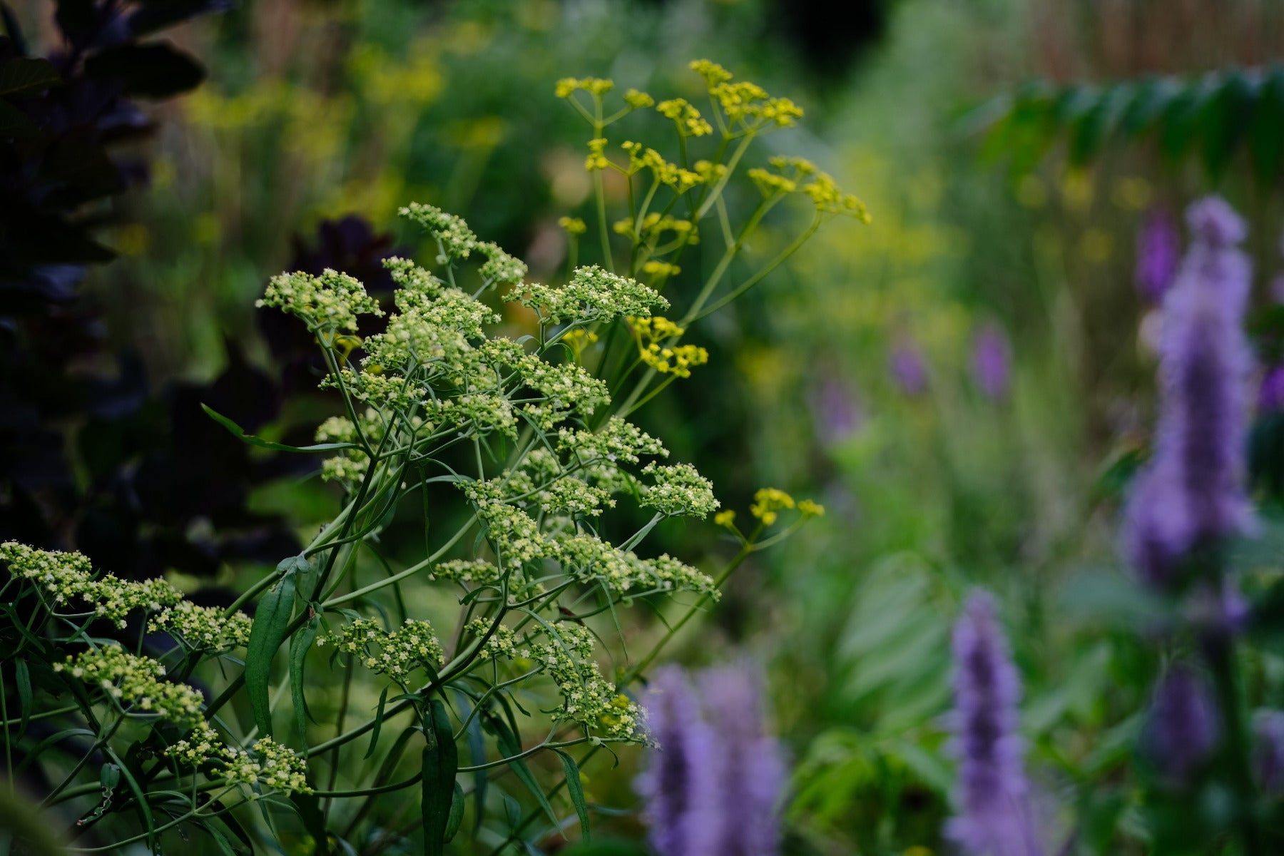 Image of summer garden with pale yellow Patrinia monandra flowers, golden yellow Patrinia scabiosifolia flowers, and purple flowers of Agastache foeniculum.