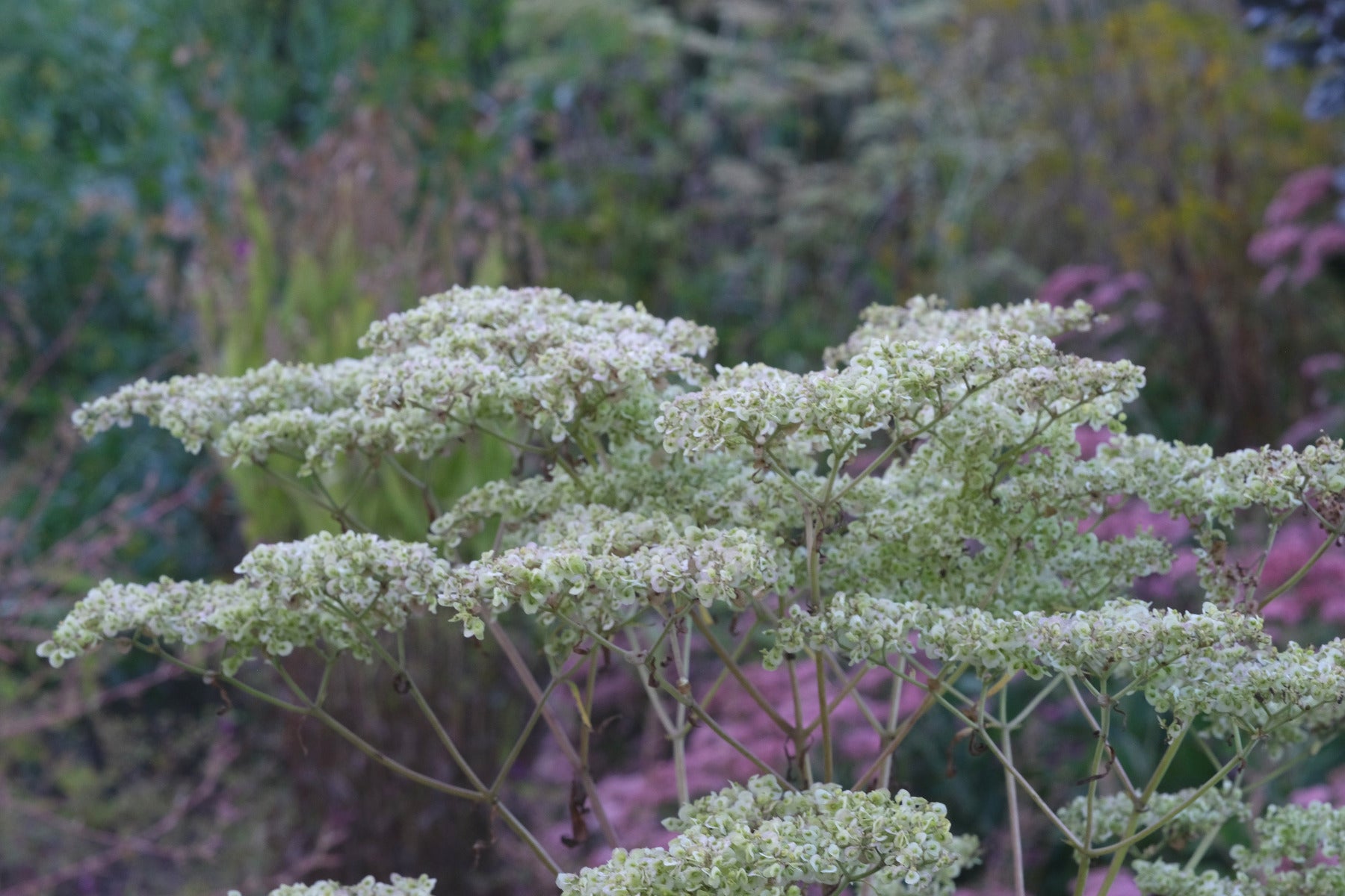 Pale white-yellow seedheads of Patrinia monandra in a garden with Sedum Autumn Joy and Chasmanthium latifolium.
