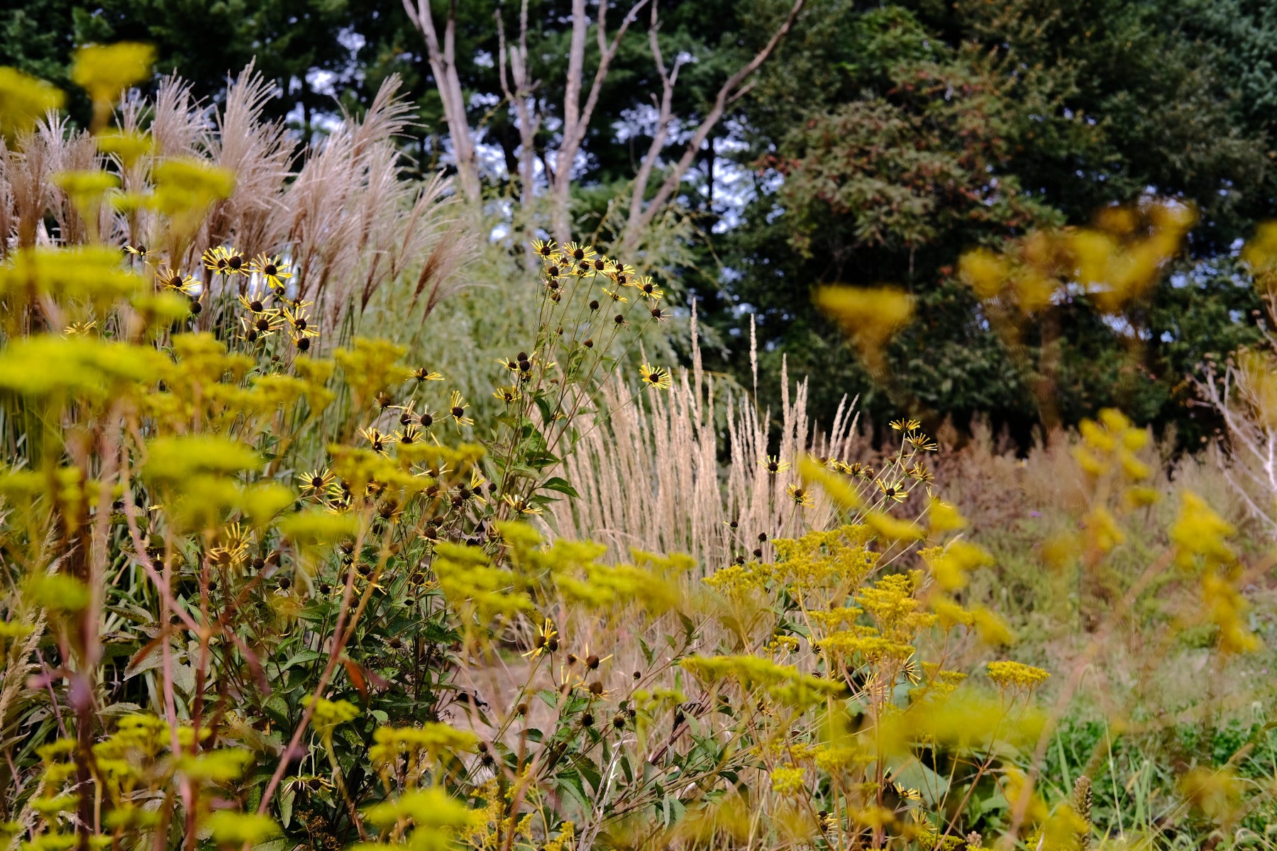 Yellow flowers of Patrinia scabiosifolia and tall grasses in a natural setting with trees in the background