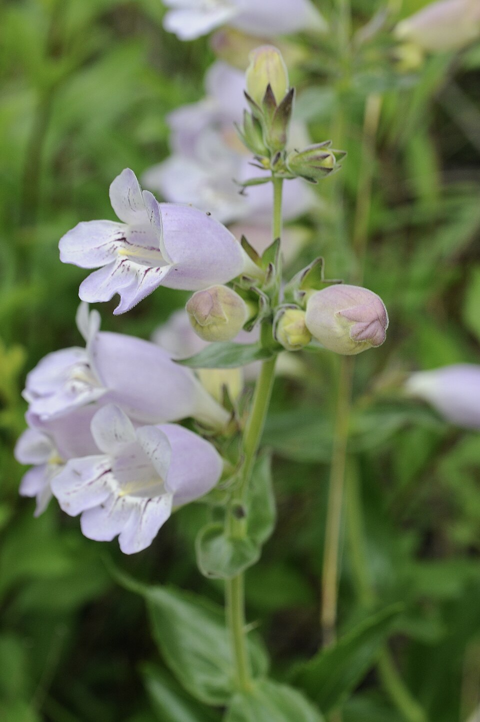 Close-up of white Penstemon cobaea, commonly knonw as showy beardtongue, flowers with green leaves in a natural setting