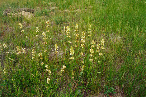 Yellow flowers of Penstemon confertus  (yellow beardtongue) in a grassy field