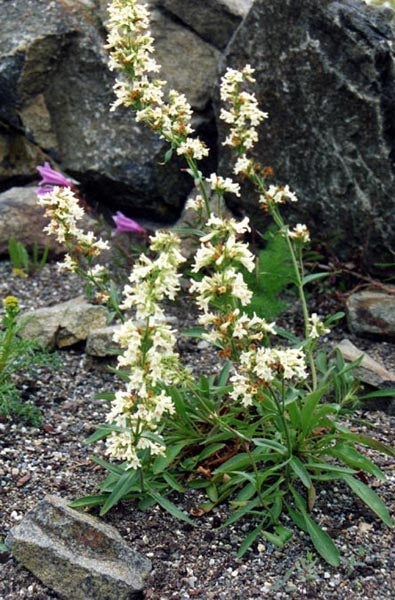 White Penstemon confertus (yellow beardtongue) flowers with green leaves on a rocky ground
