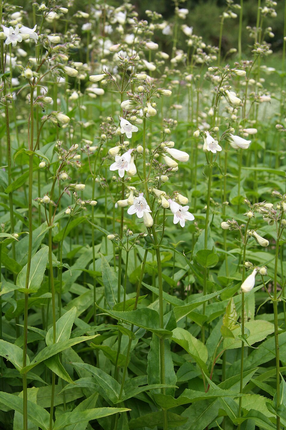 White bell-shaped foxglove beardtongue (Penstemon digitalis) flowers with green leaves growing in a dense natural field.