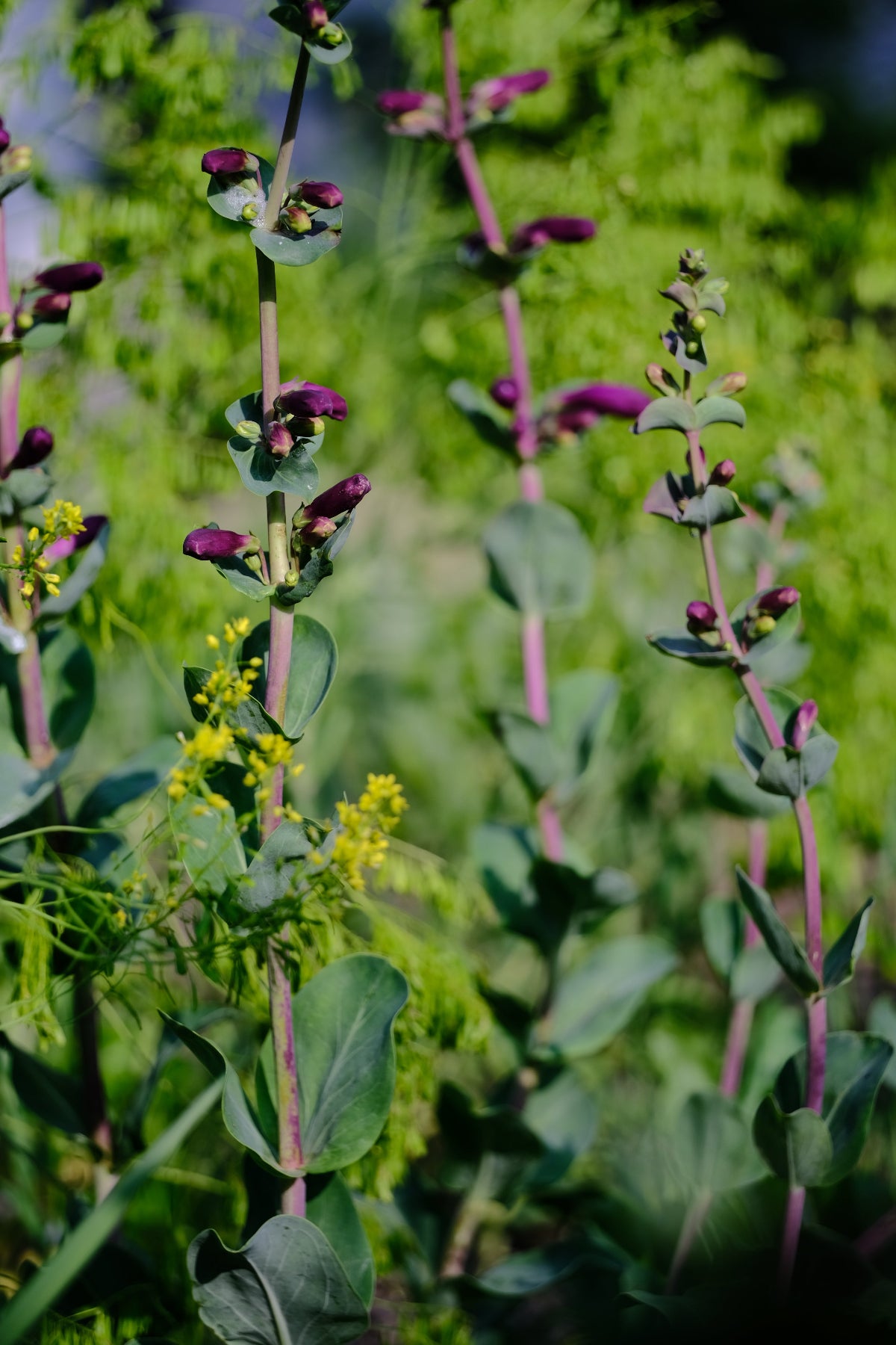 Penstemon grandiflorus &
