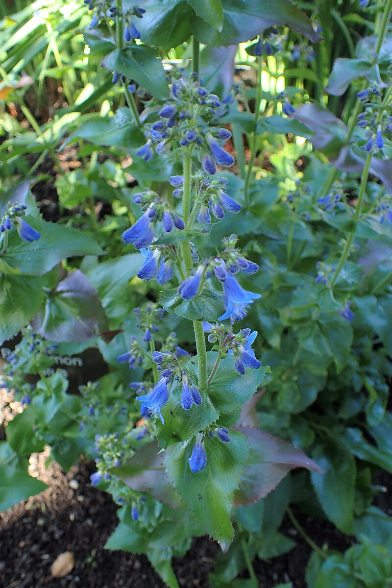 Penstemon ovatus | broad-leaved penstemon