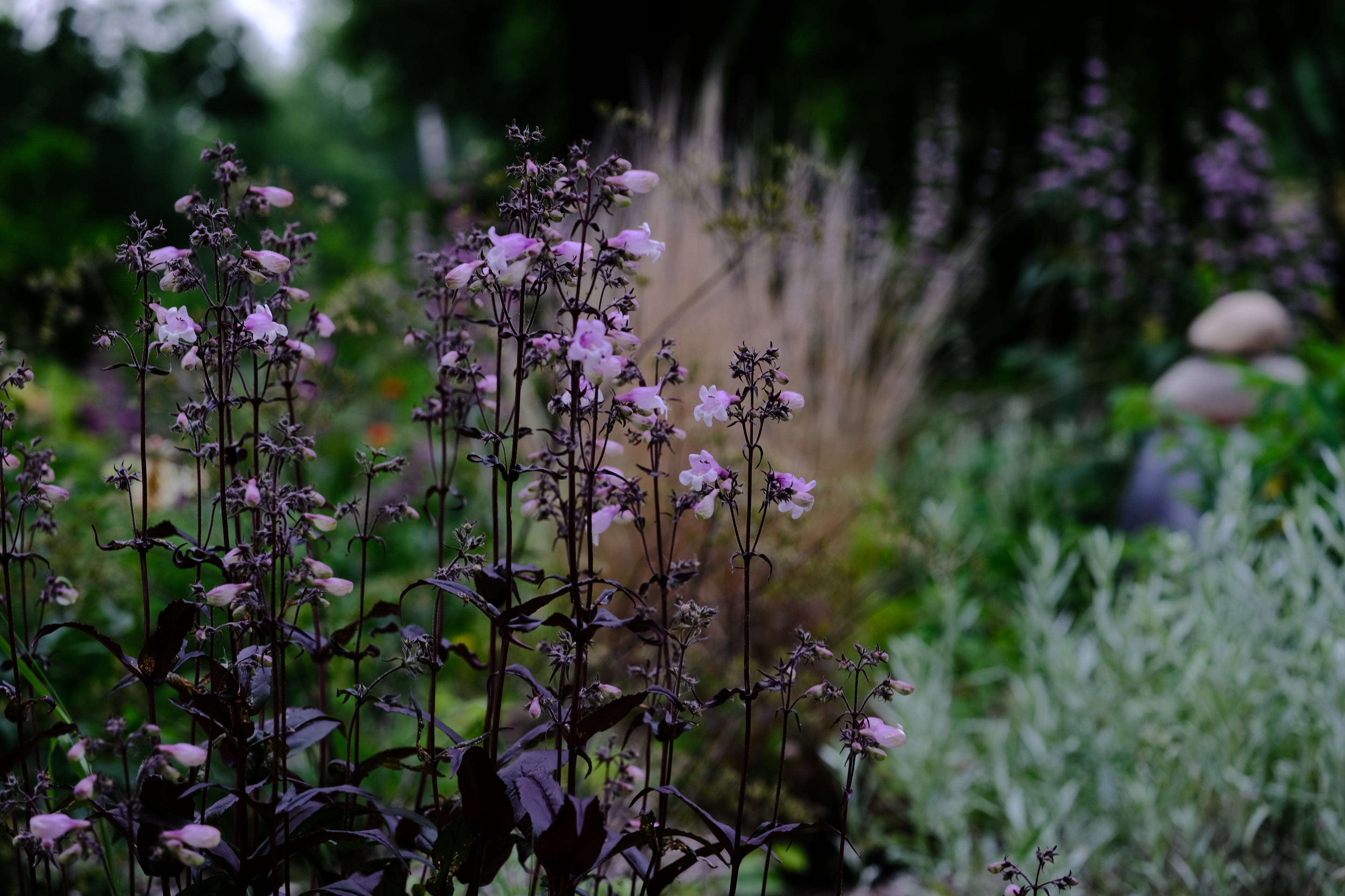 Penstemon digitalis &