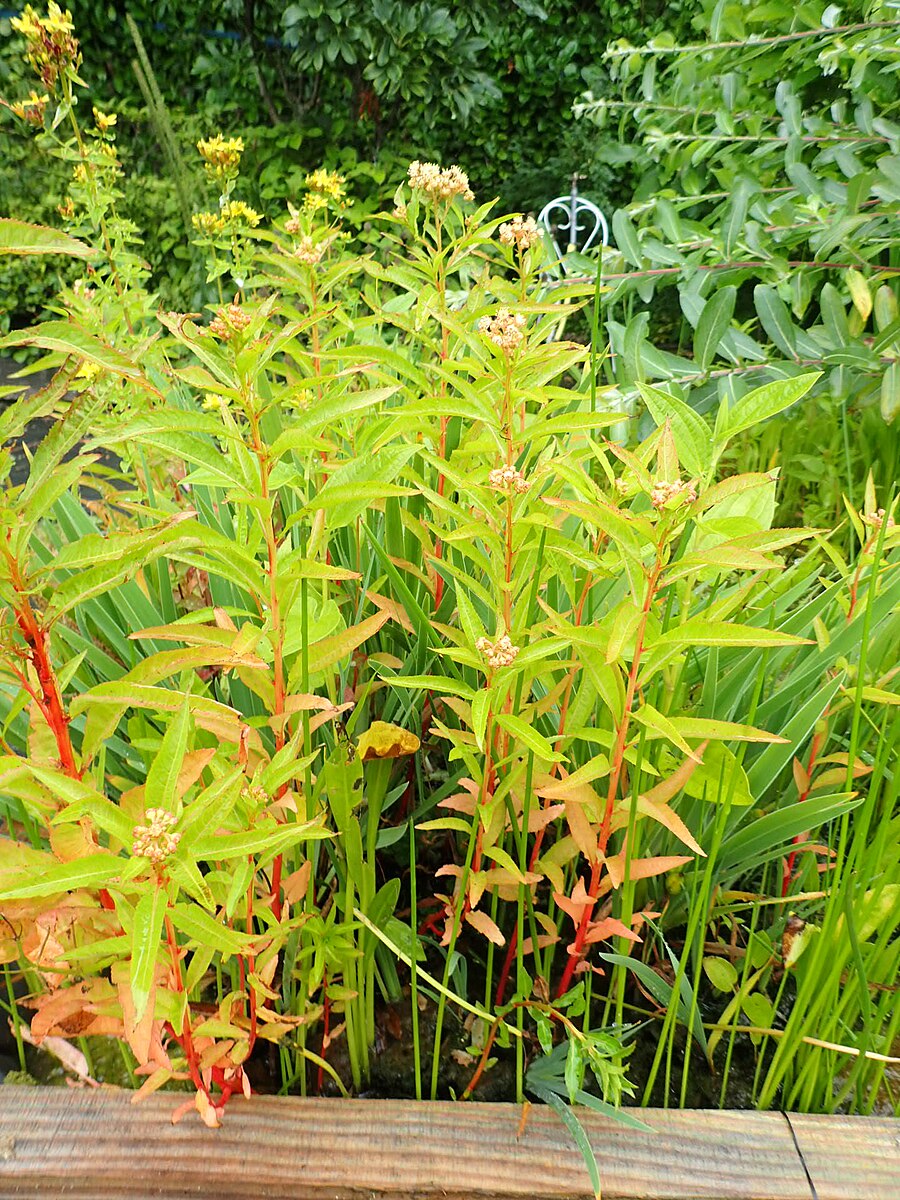 Penthorum sedoides (ditch stonecrop) fall color