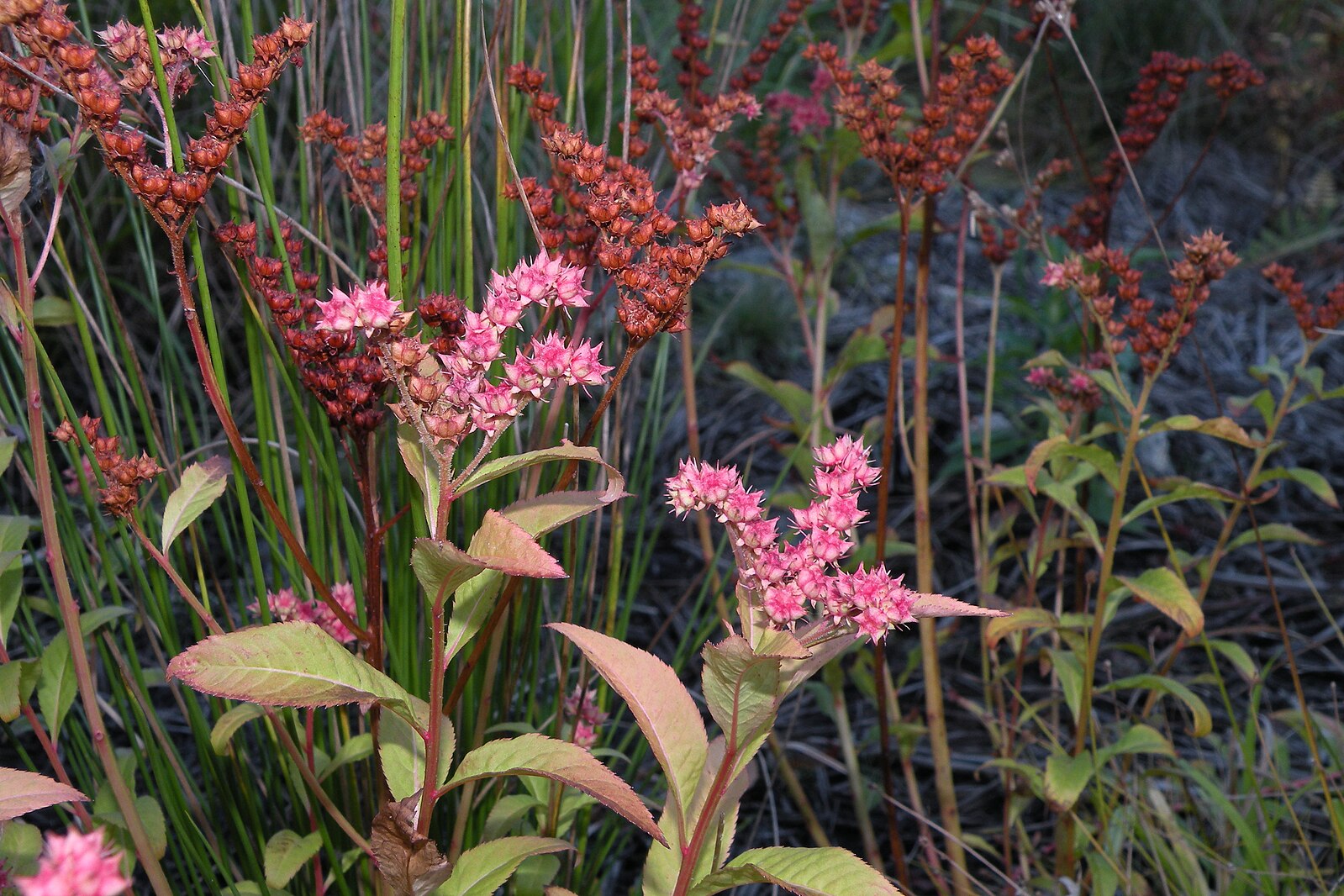 Penthorum sedoides (ditch stonecrop) pink blooms