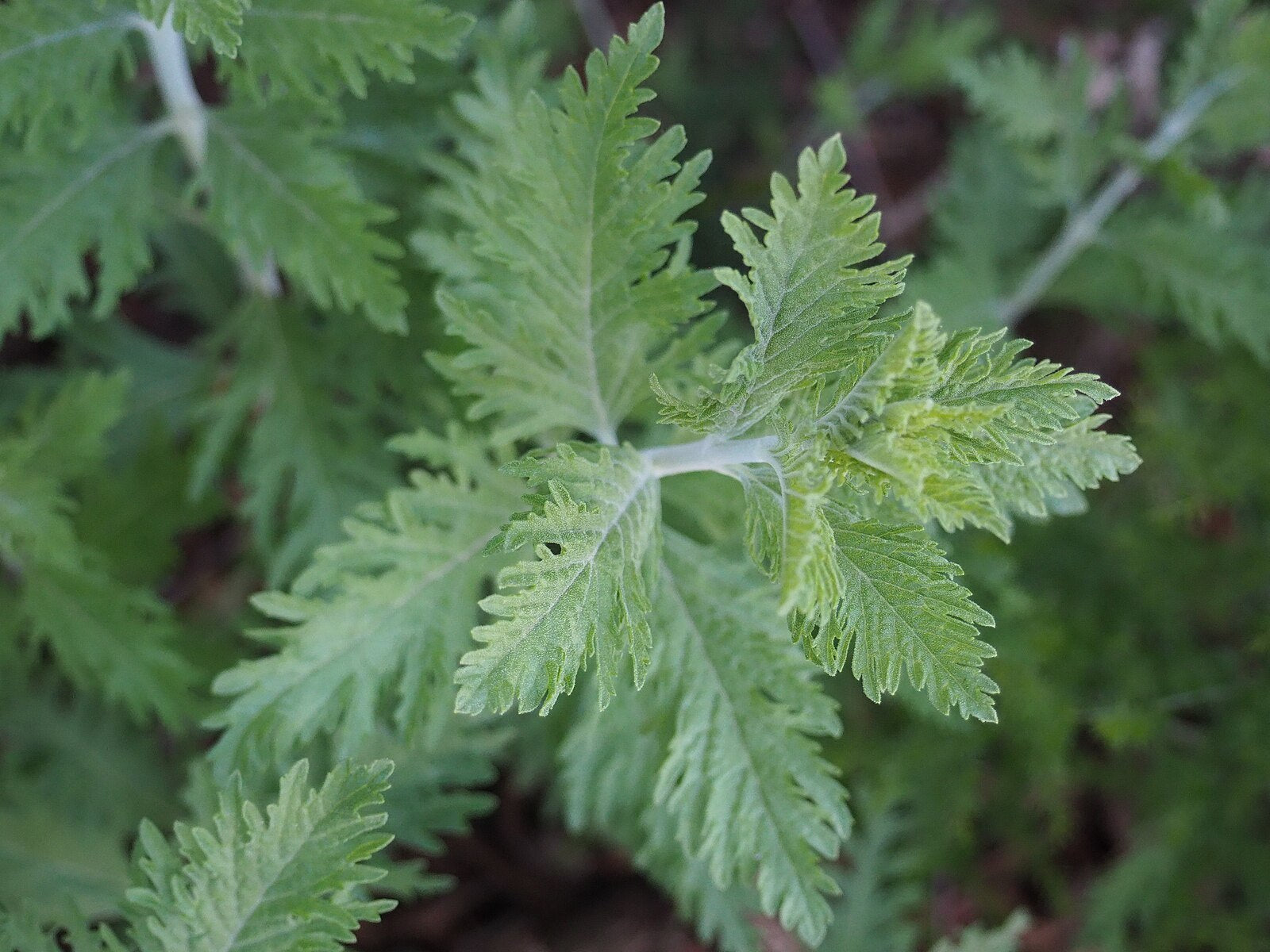 Perovskia atriplicifolia | Russian sage