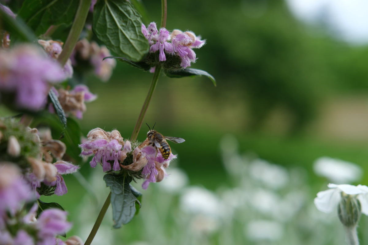 Phlomis tuberosa (Jerusalem sage) lilac flowers with pollinator