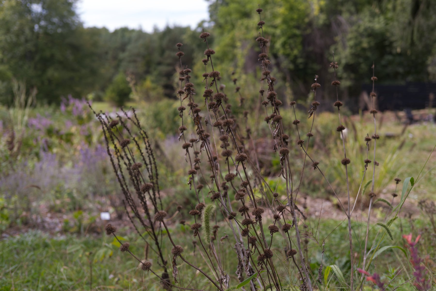 Phlomis tuberosa, commonly known as Jerusalum sage, seedheads in the fall garden.