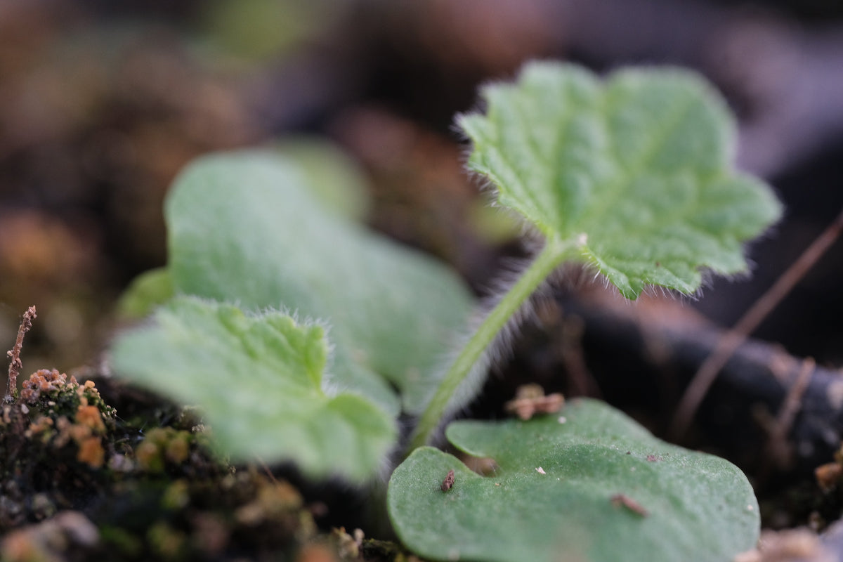 Phlomoides tuberosa seedling