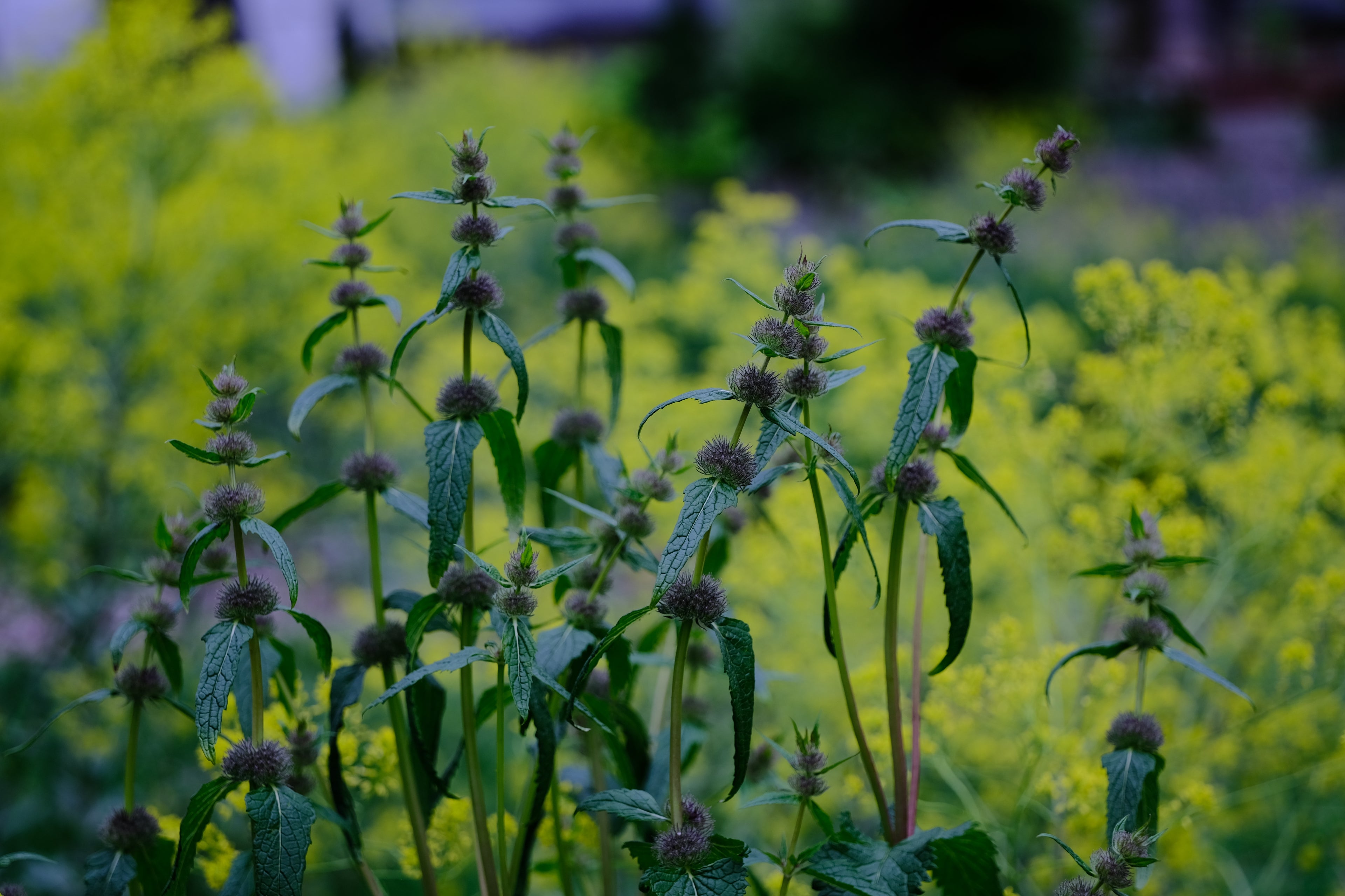 Phlomoides tuberosa mid-spring buds