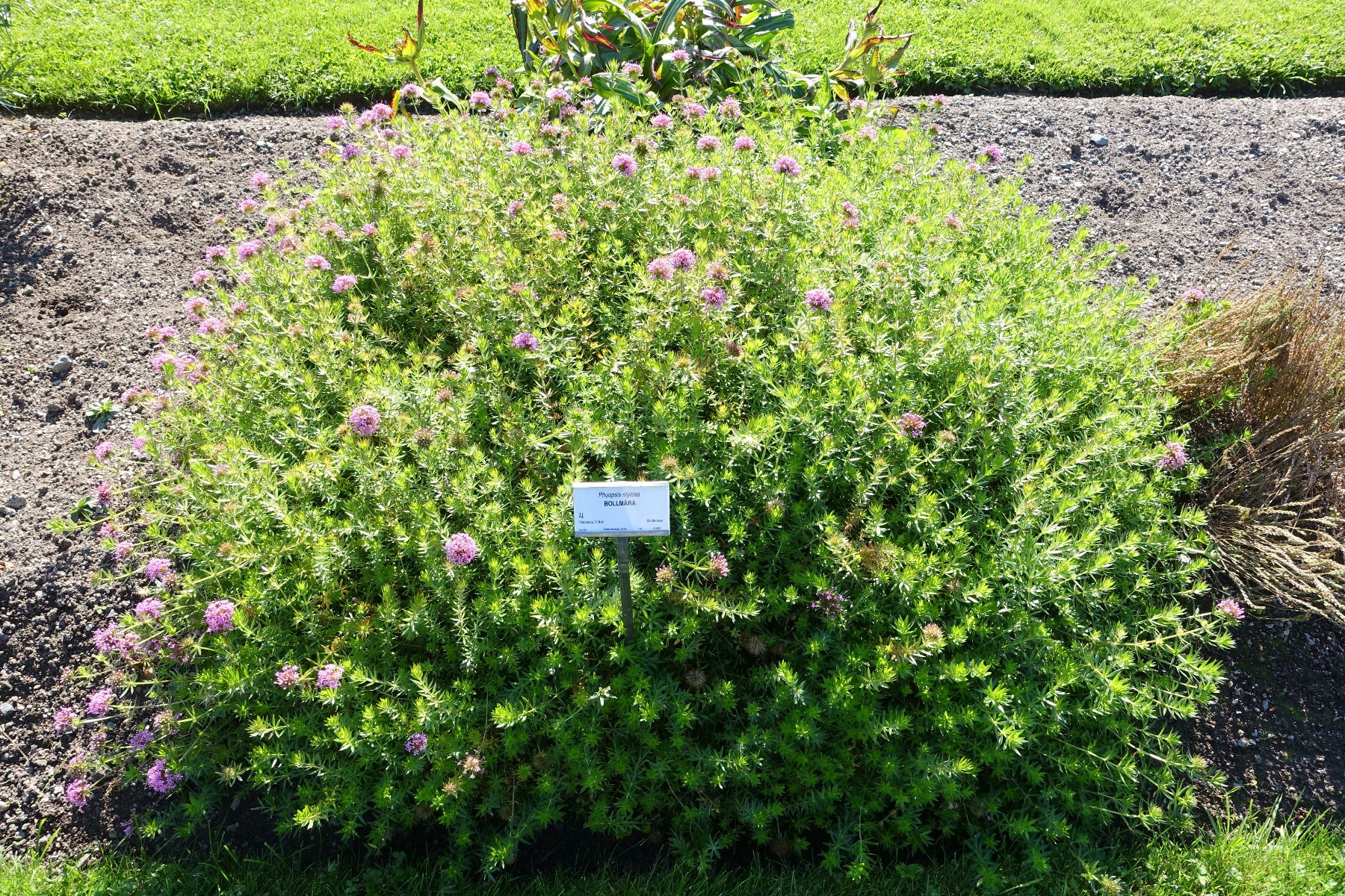 Mounding green foliage of Phuopsis stylosa, commonly known as Caucasian crosswort.