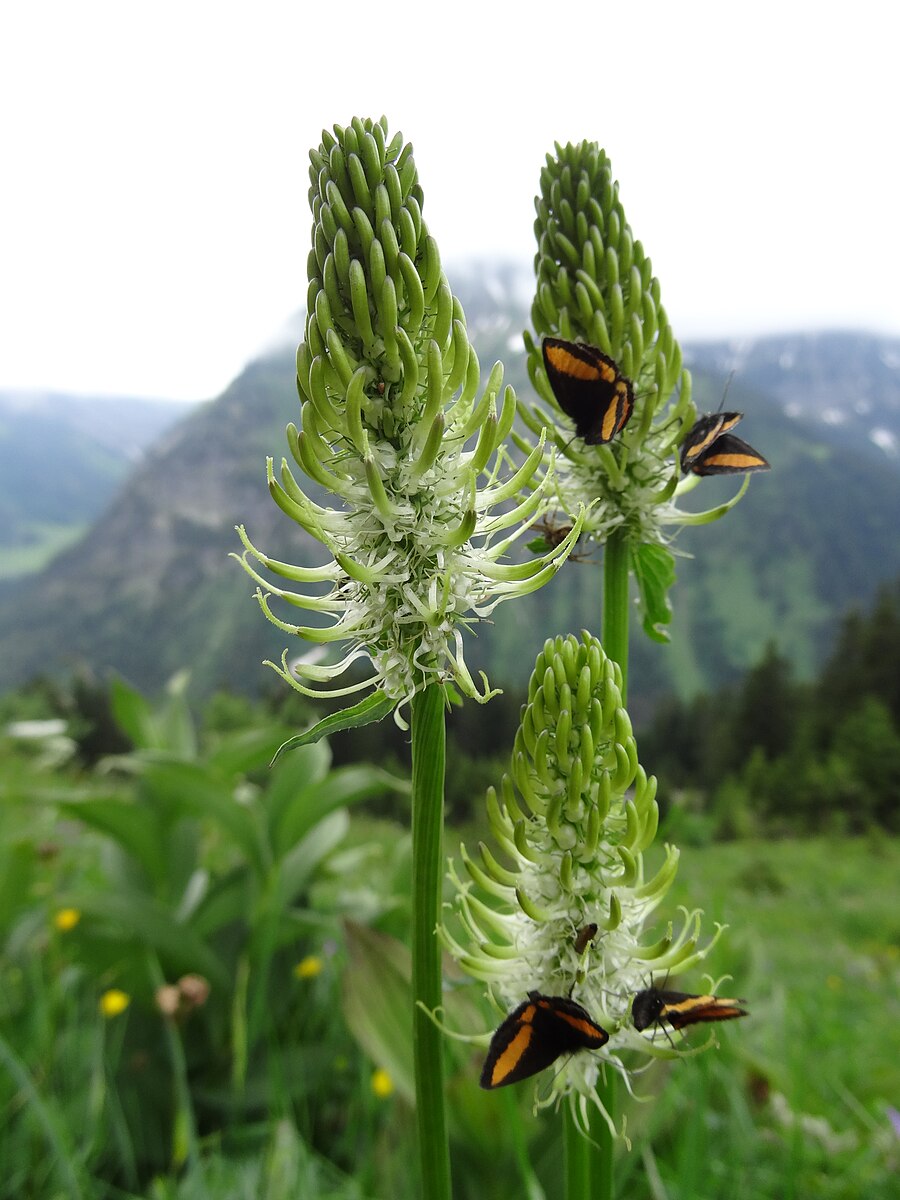 Phyteuma spicatum (spiked rampion) bloom with many pollinators in natural setting